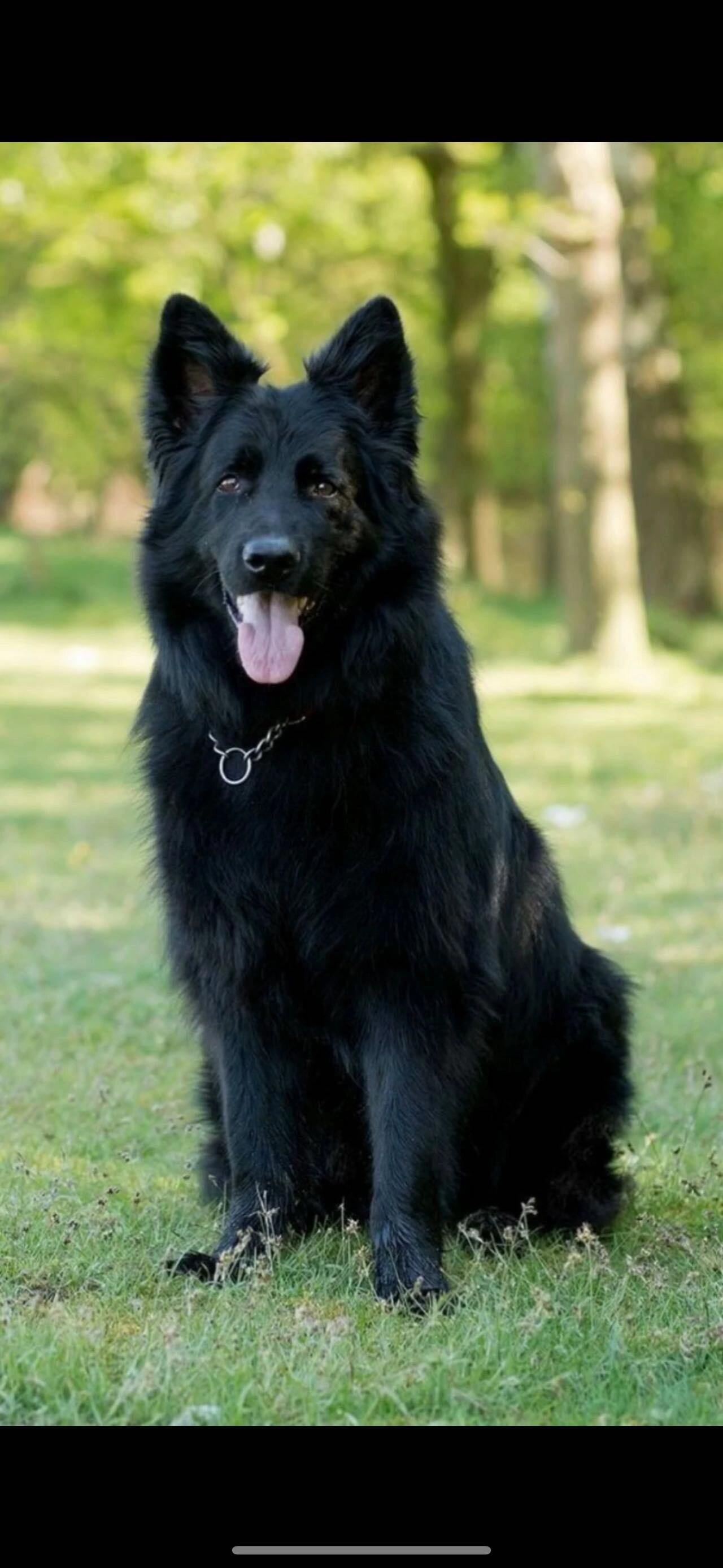 想养个图片上这种纯黑东德