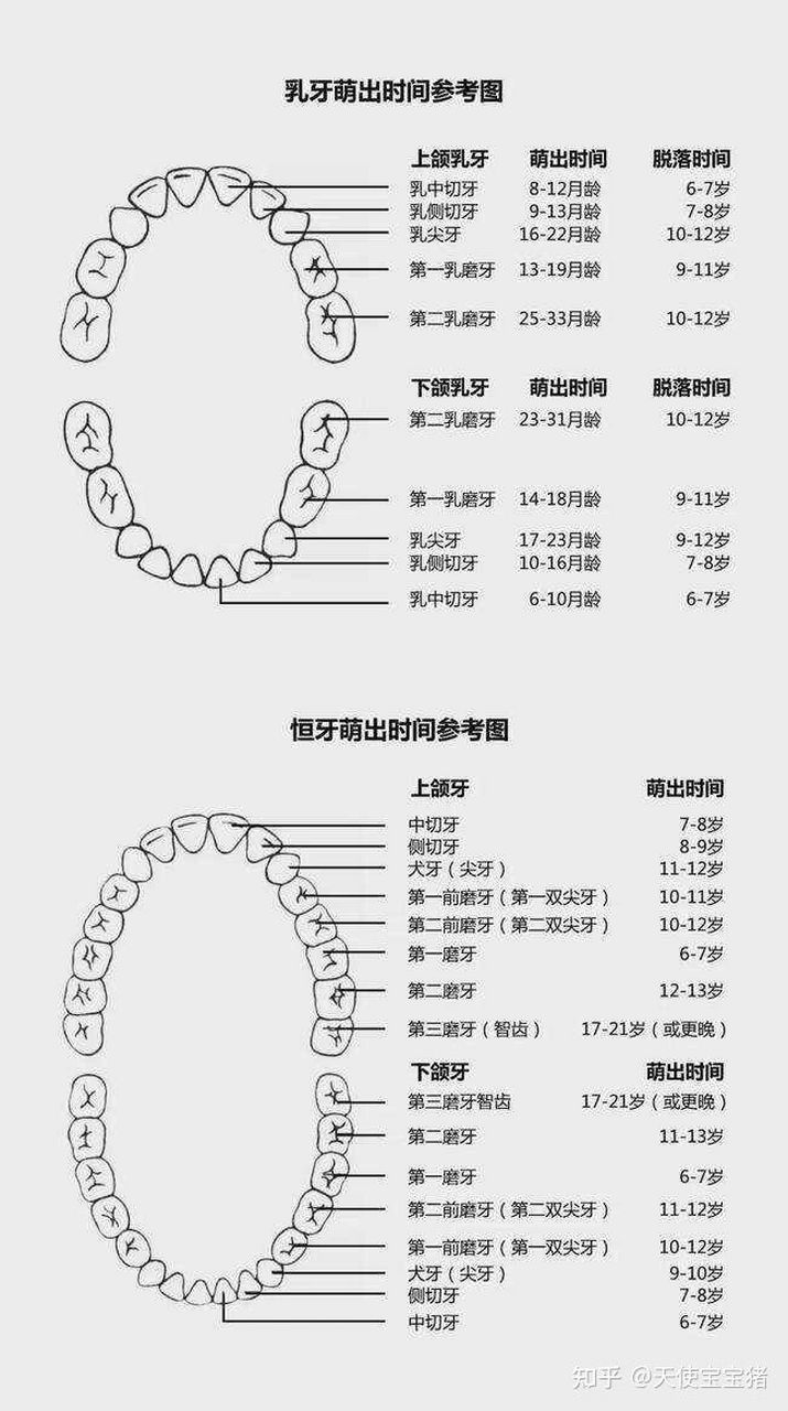 乳牙和恒牙 儿童乳牙萌出顺序是先从下颌的乳中切牙开始,然后是上颌乳