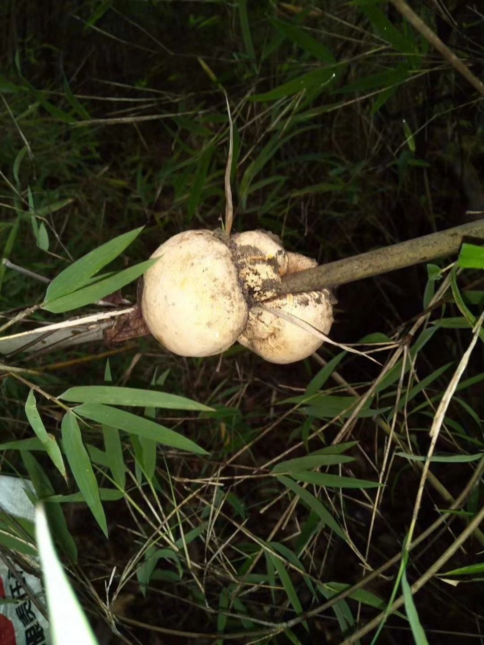 野生竹菌(中药) 竹菌 【功能主治】清热解毒.