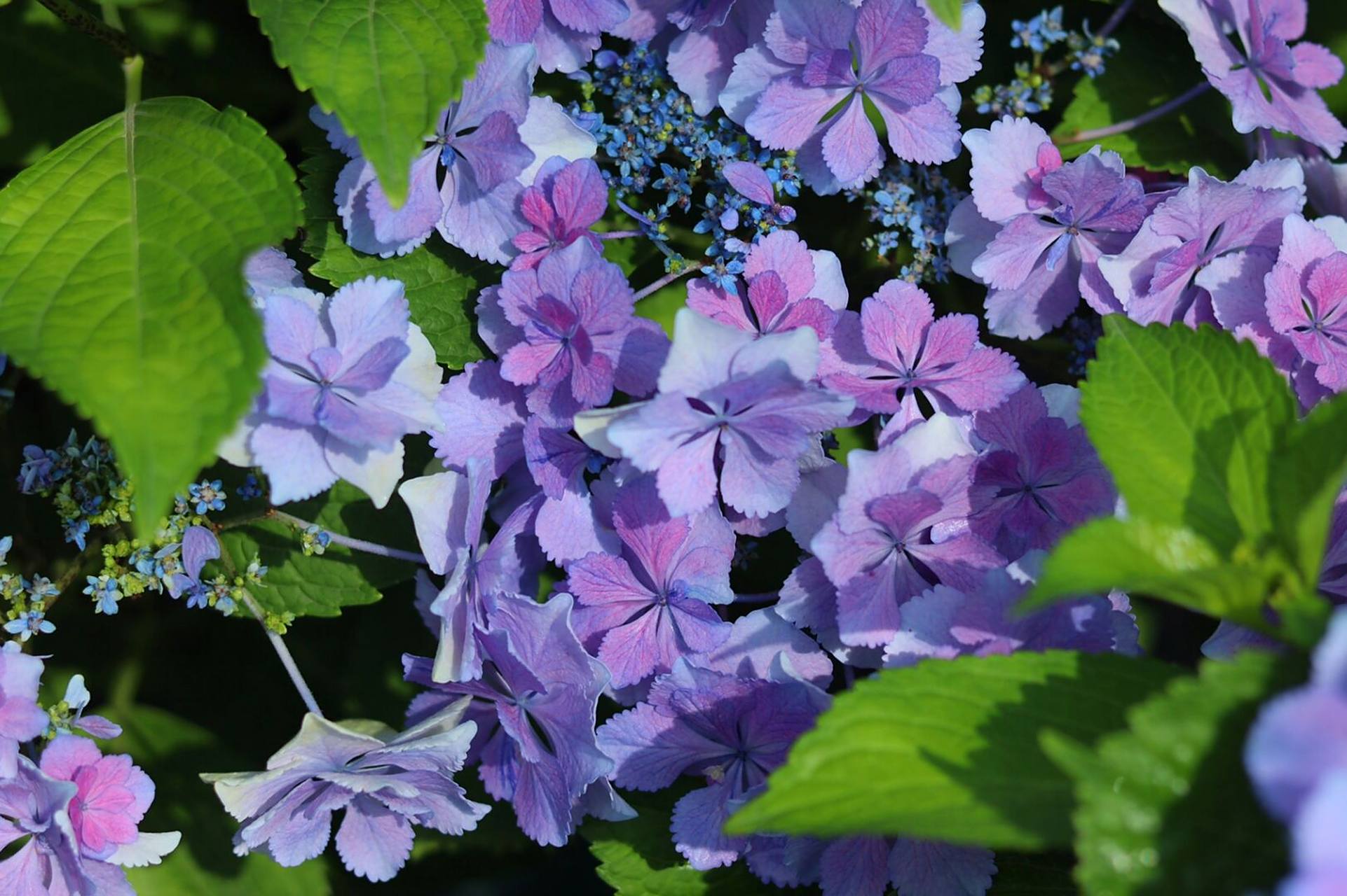 重瓣绣球,最近大热的新品绣球,不调蓝时颜值也非常的高,调蓝后也烦＃