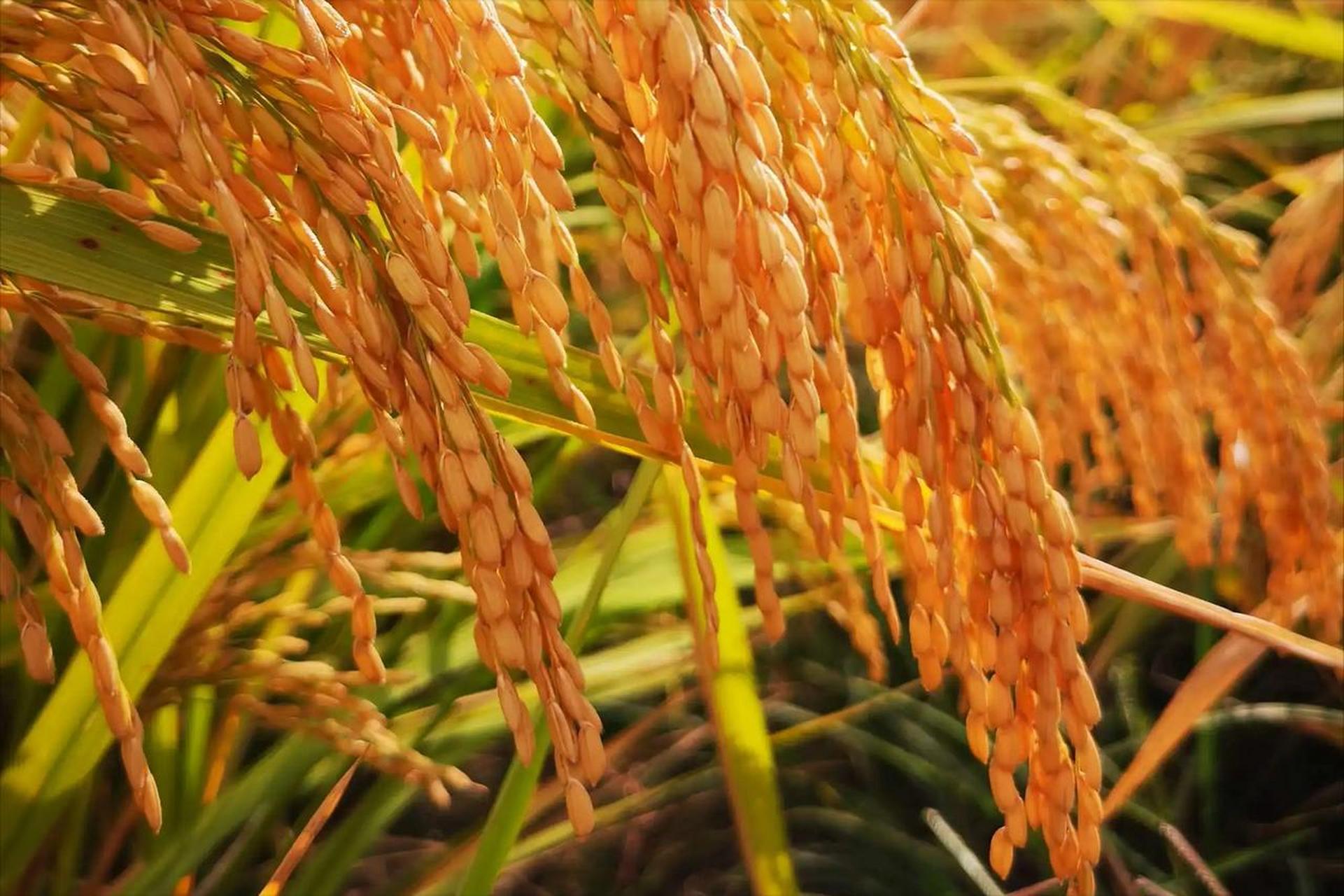 风调雨顺 五谷丰登 京城五环外的御稻米成熟了,上周的时候老公带着