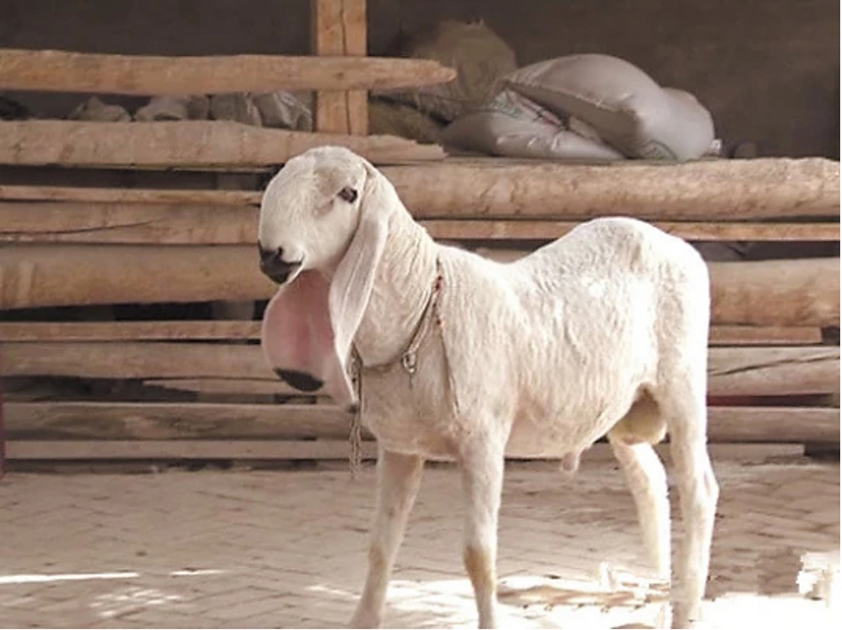 【特殊的长耳朵羊带来致富好"钱"景[求关注]】照片上这种特殊的长耳朵