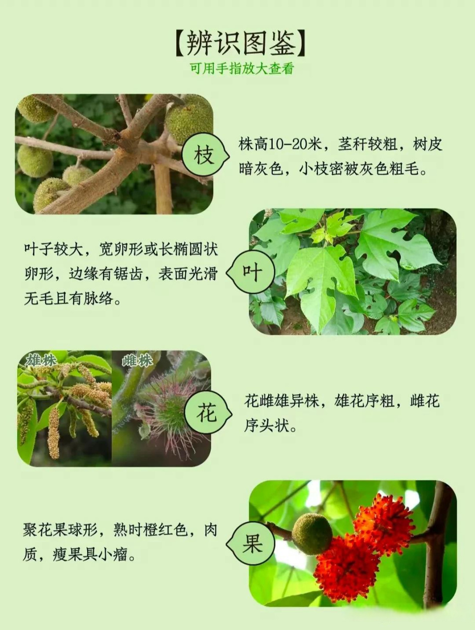 构树穗,像毛毛虫的树上野菜,【别名】楮不揪,构树花,褚桃穗,构棒槌,构