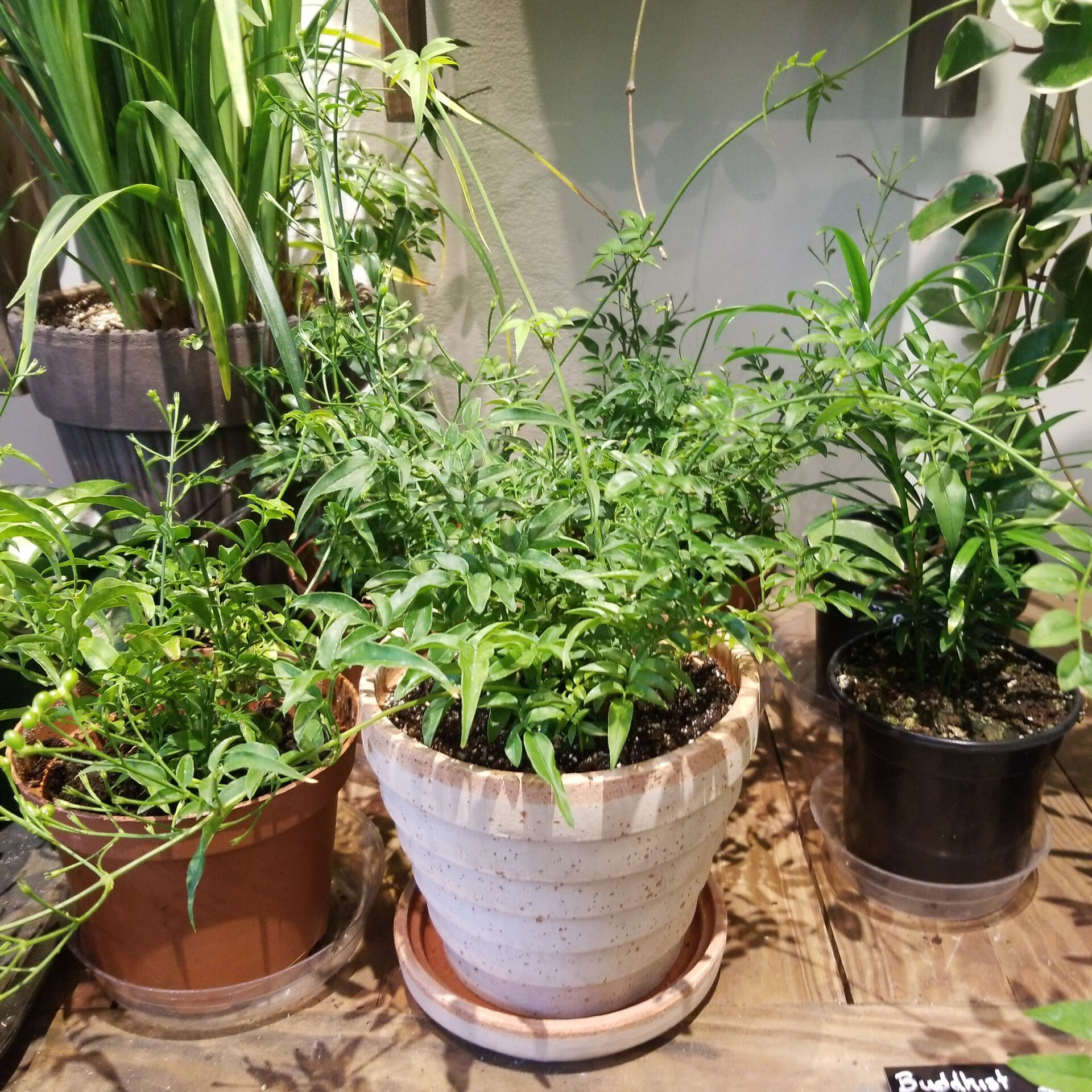 00 jasmine officinale | 素方花 别名 茉莉花,普通茉莉,诗人茉莉花