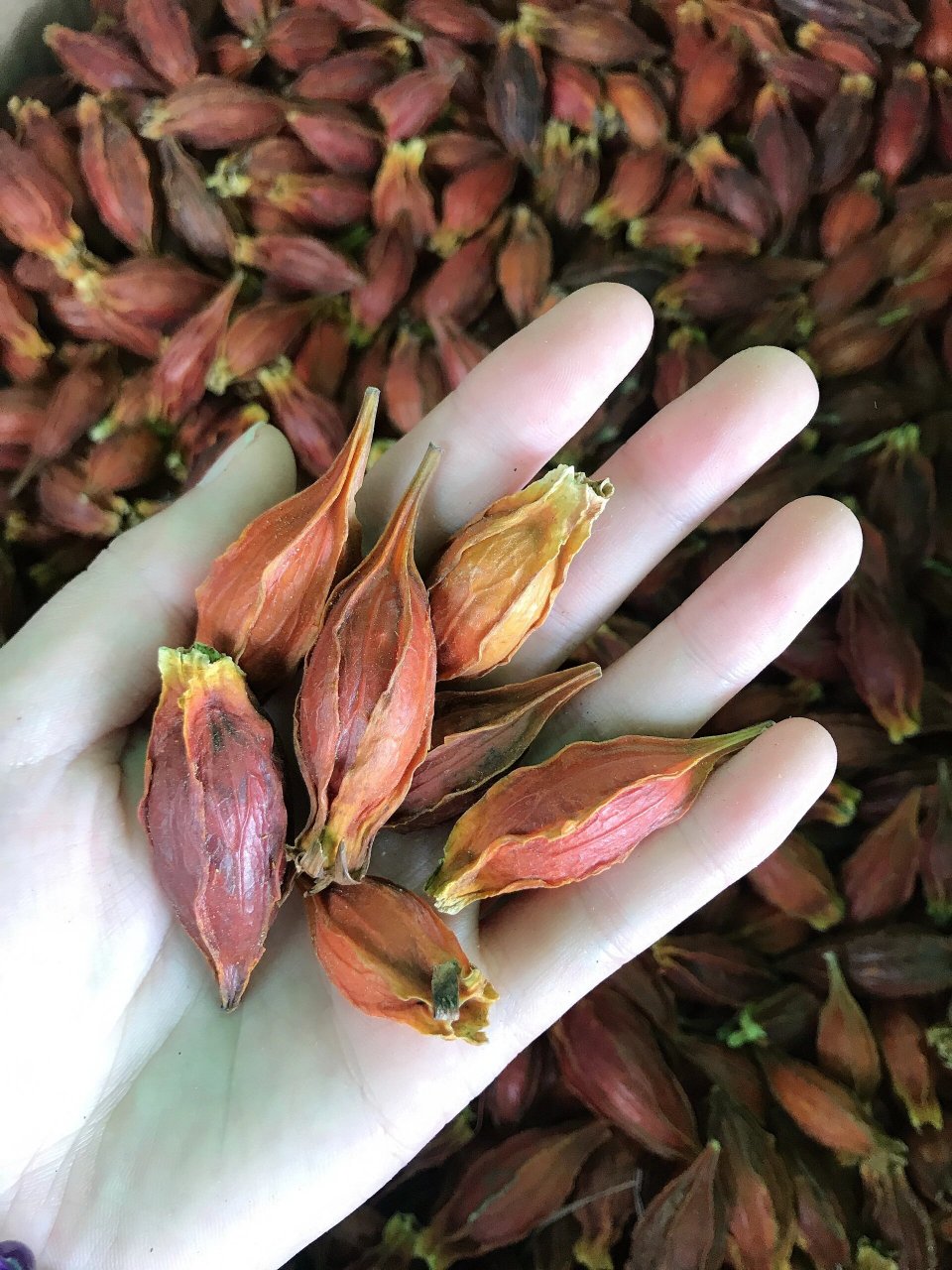 是茜草科植物栀子的果实.栀子为灌木,高0.