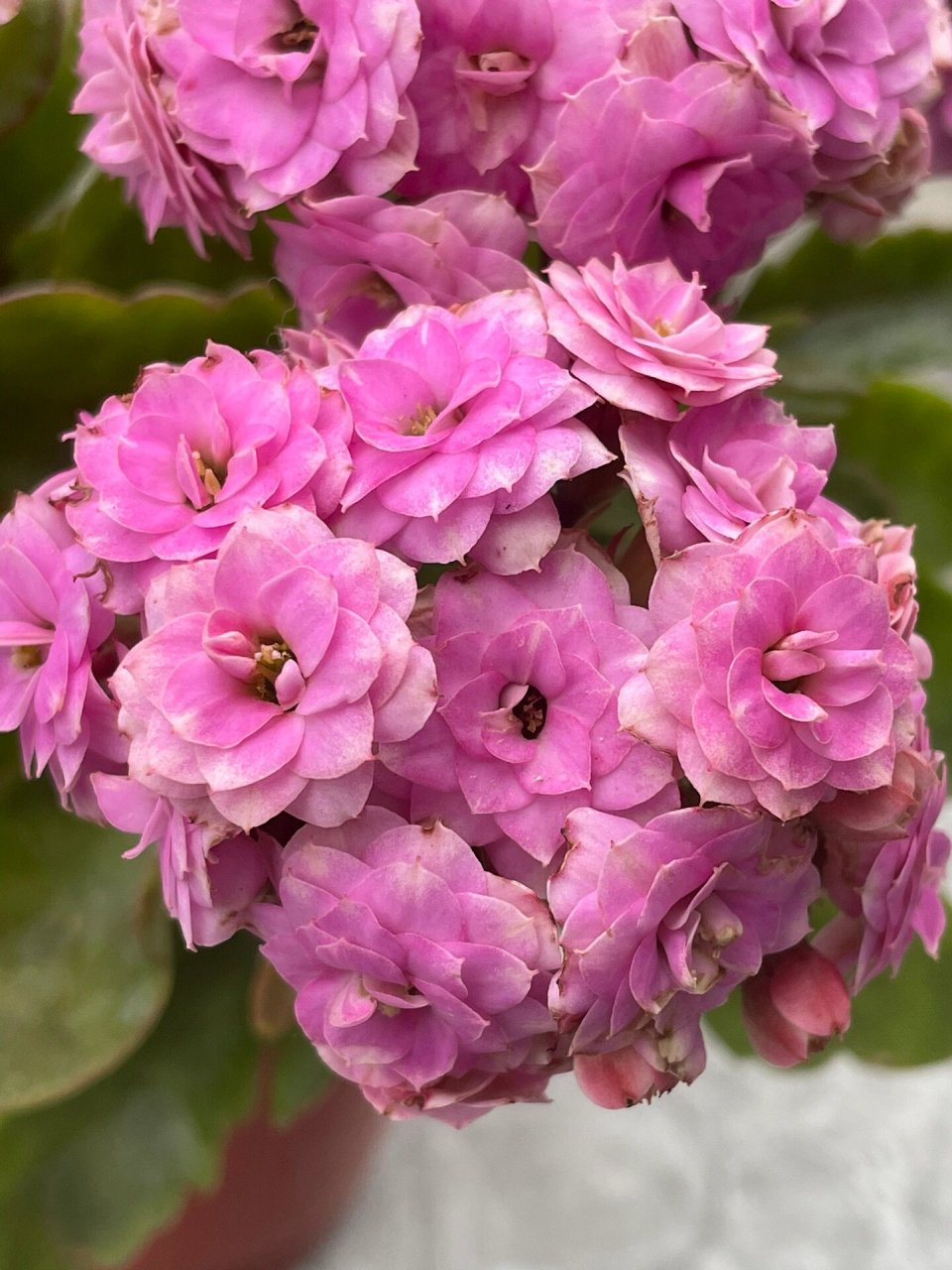 长寿花:梦幻粉.