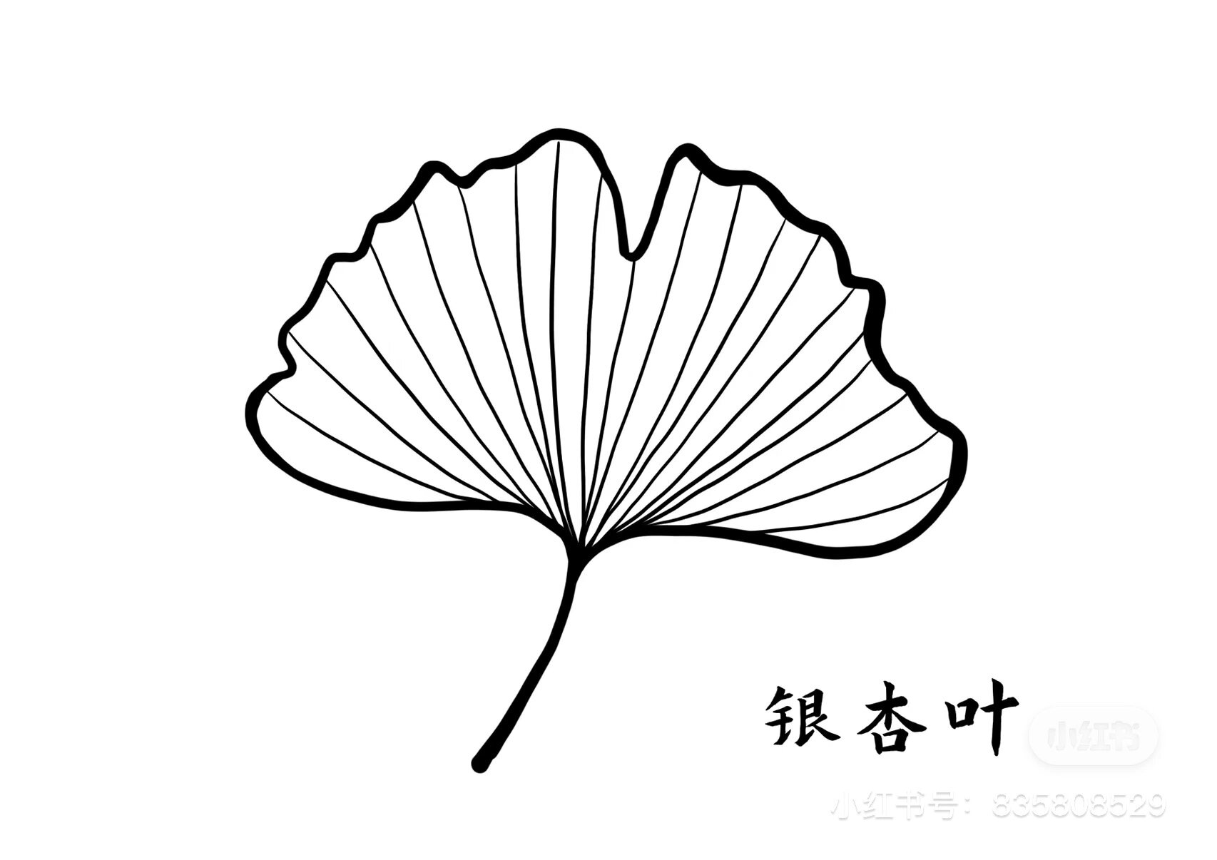 树叶简笔画   中班《绿树叶》教案简笔画