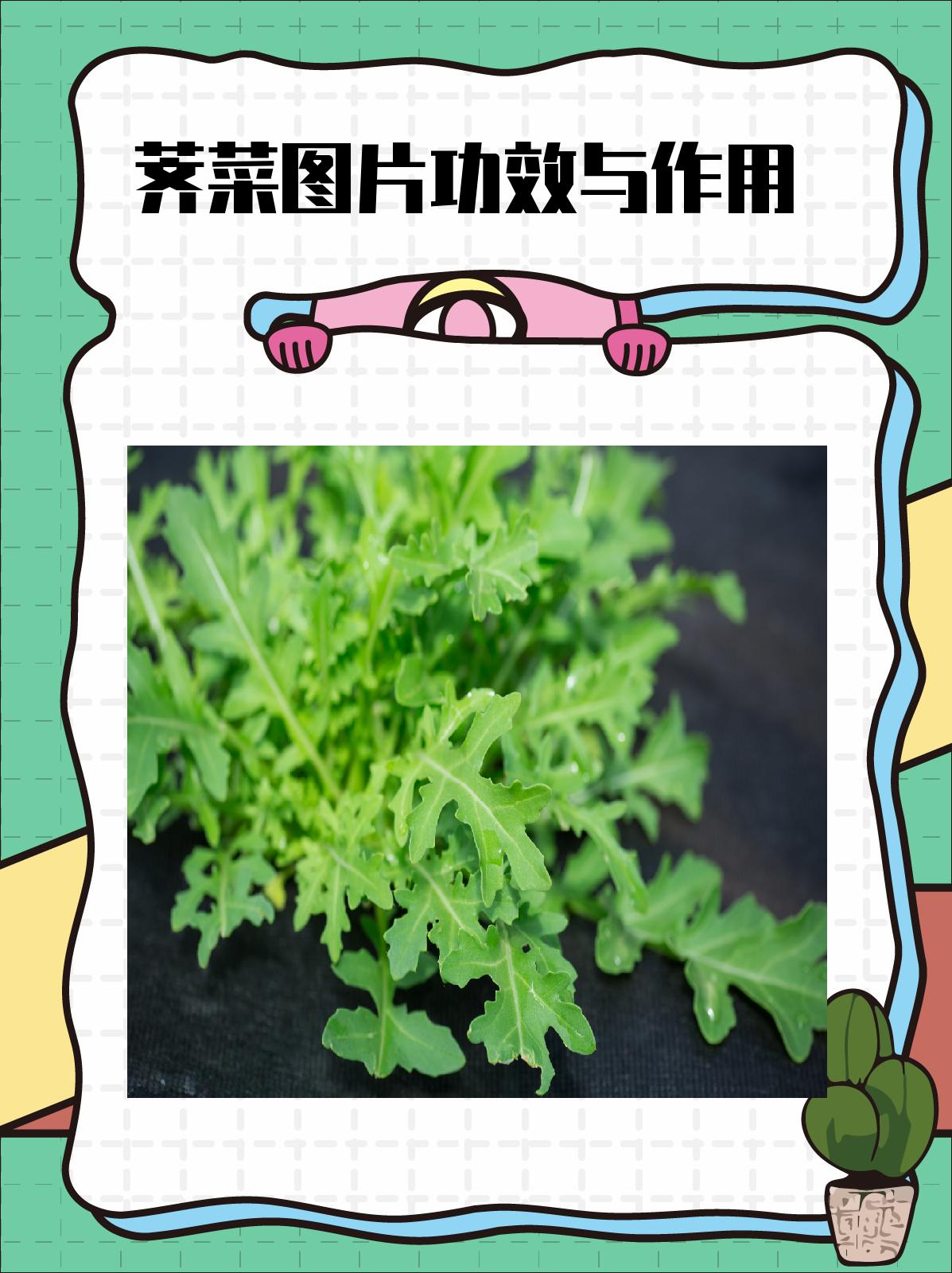 荠菜的作用和功效图片图片