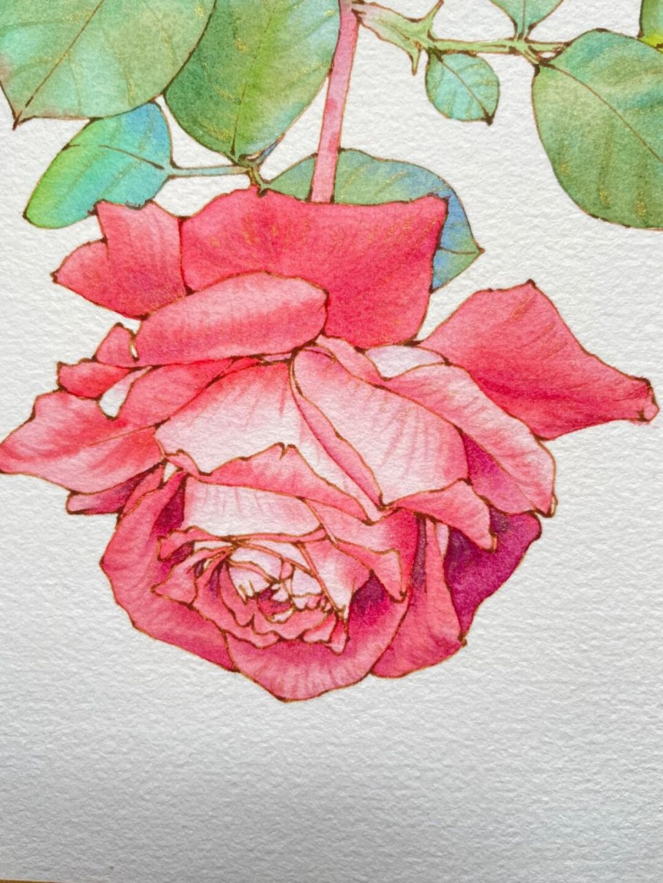 钢笔淡彩玫瑰花～水彩花卉～内附线稿过程图～ 素材感谢 笔 英雄329
