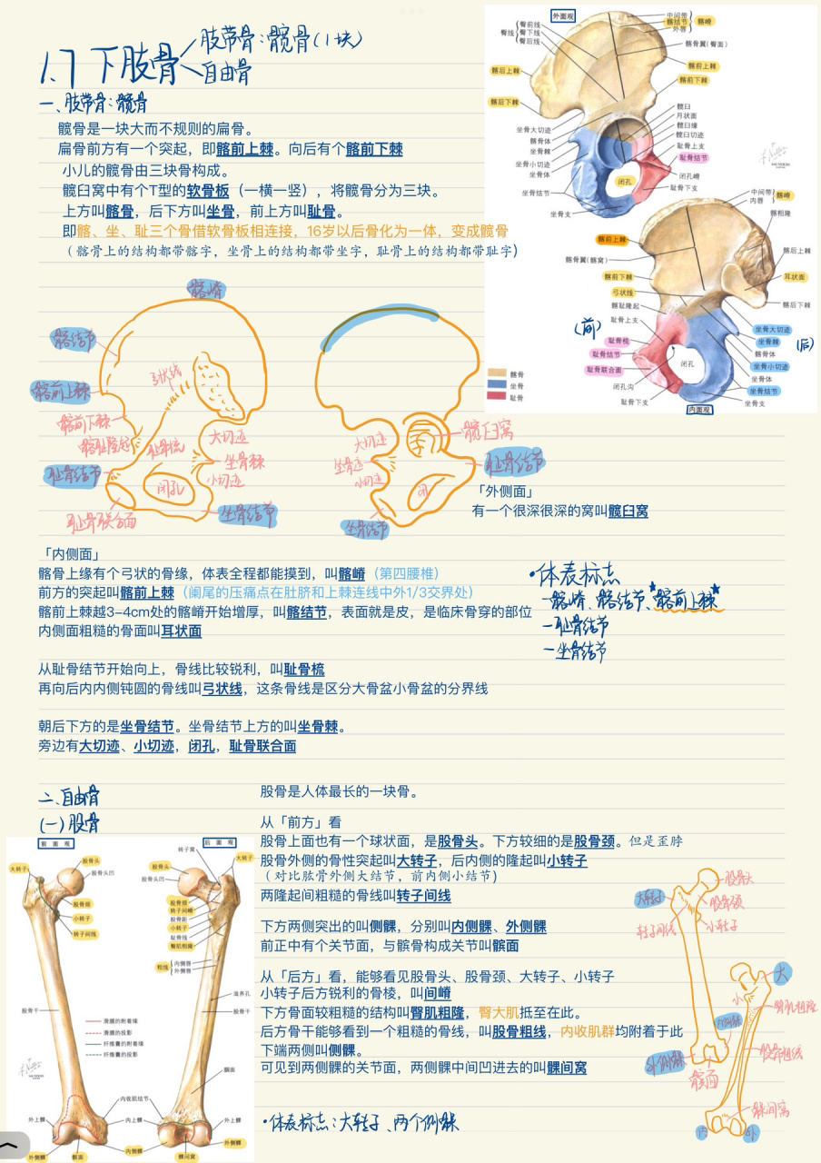 92人体解剖学/951-7下肢骨,骨性标记大集合