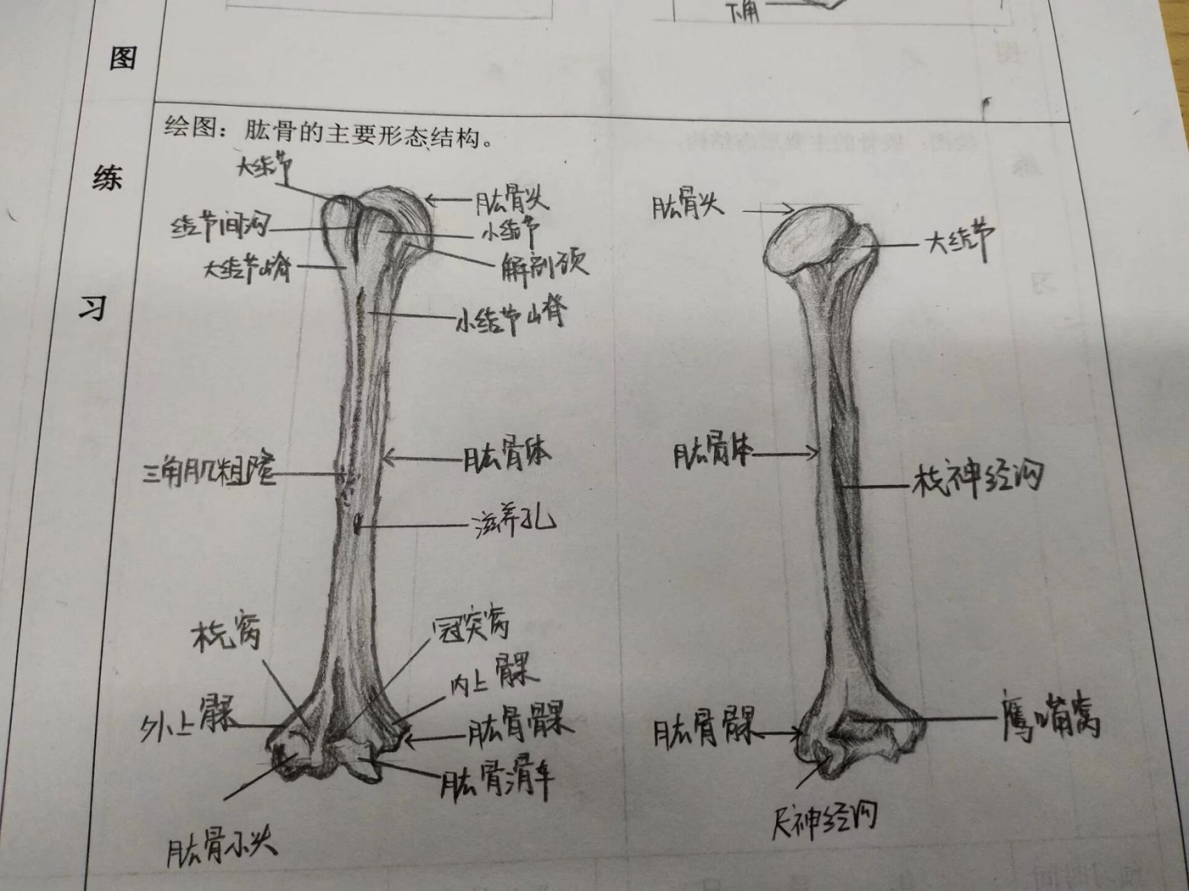 肱骨的前面观绘画图片