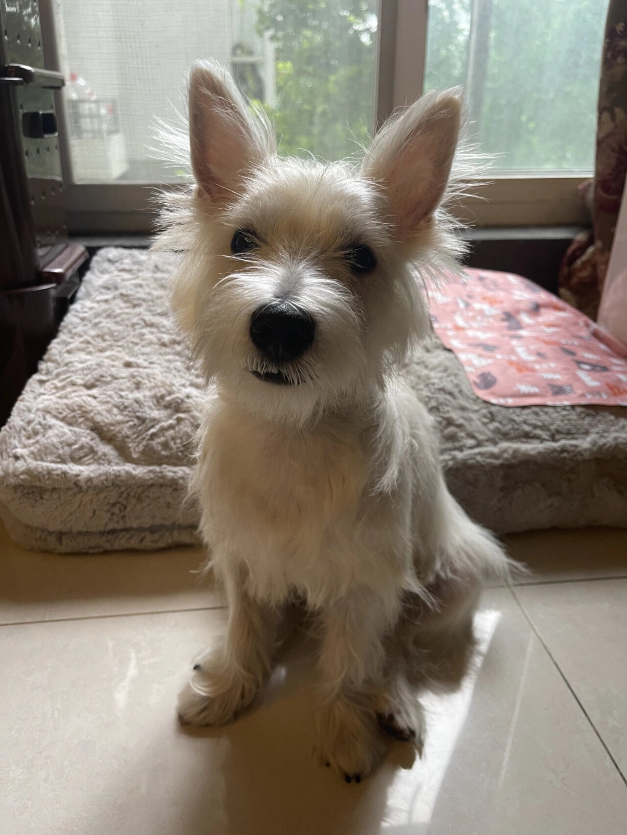 西高地Ⅰ掉毛毛