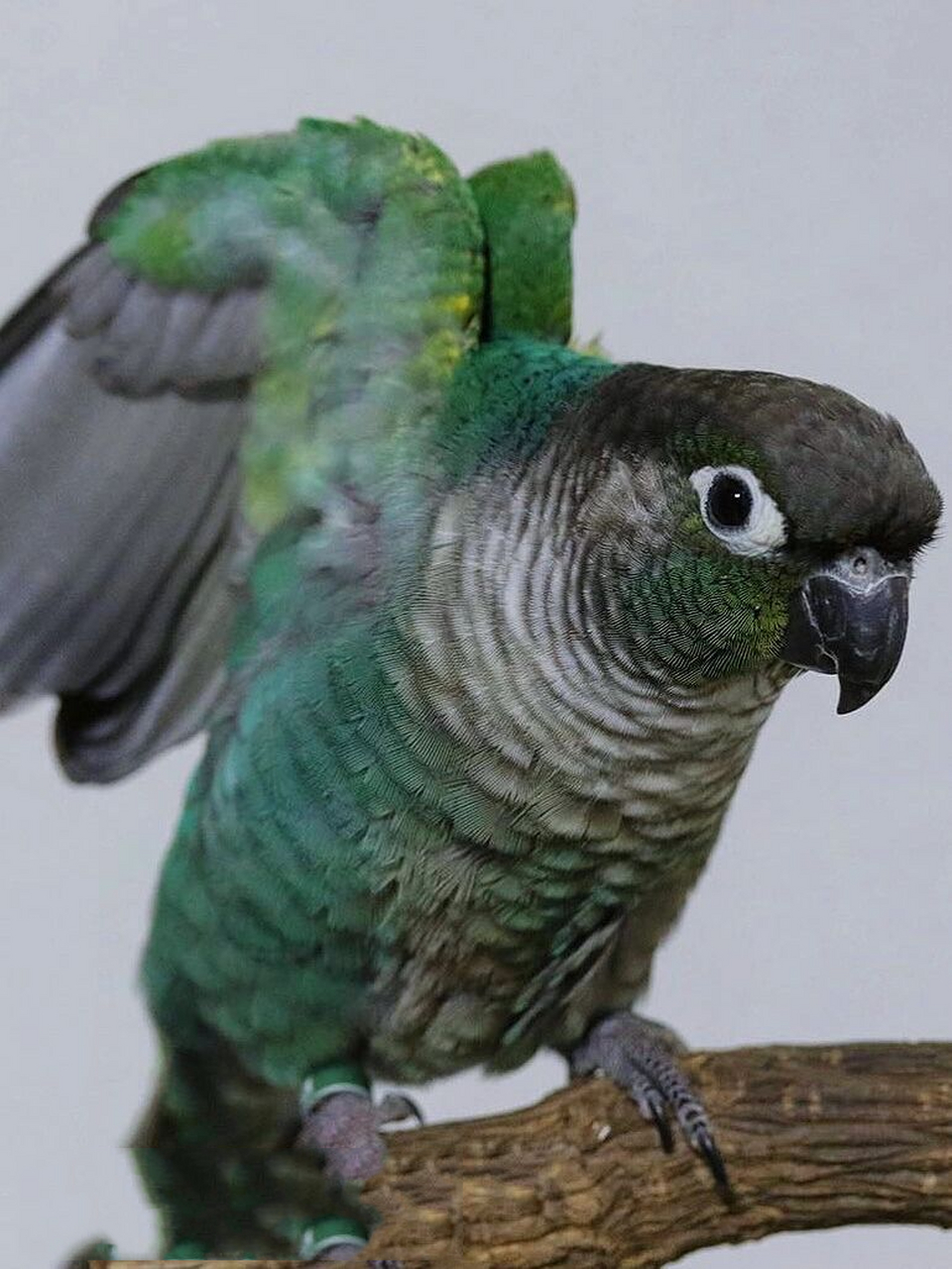 蓝化绿颊小太阳 细节图分享