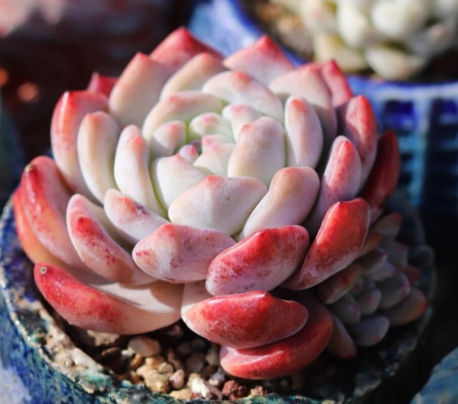 (三)橙梦露,芙蓉雪莲和雪天使的养护 939393种植梦露土壤需要