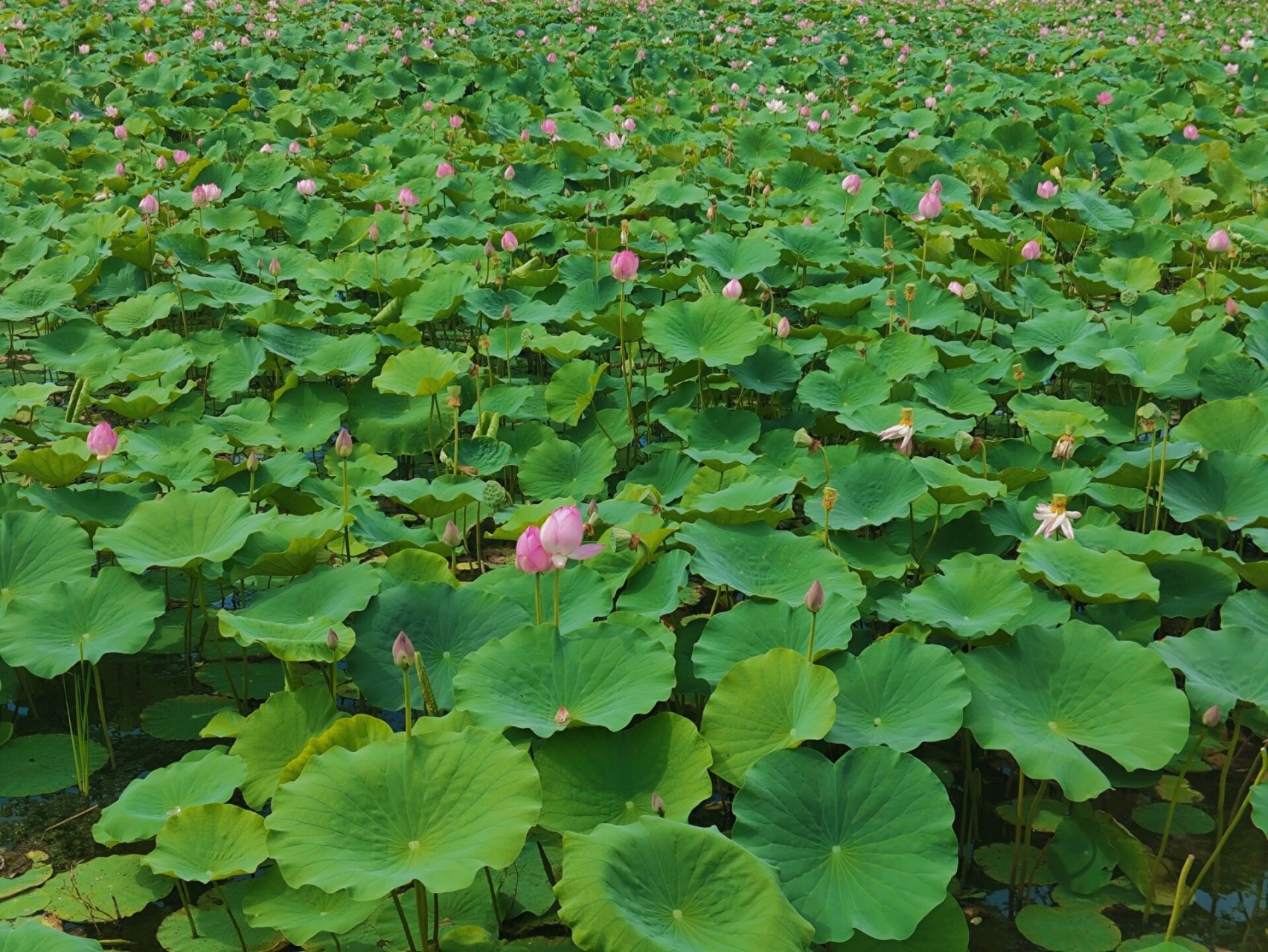 五家渠青格达湖打卡啦 条件允许的话早上或者下午六七点来,有那个荷花