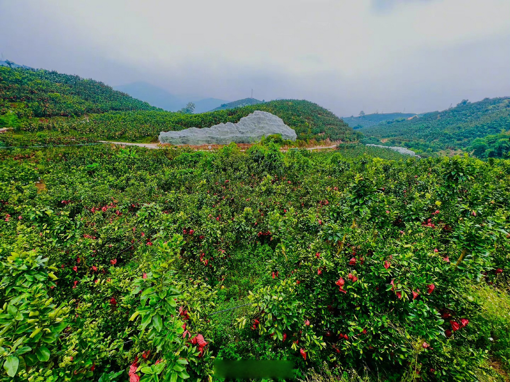 【金秋柚香 ,又到一年福建平和琯溪蜜柚成熟季】 琯溪蜜柚核心产区的