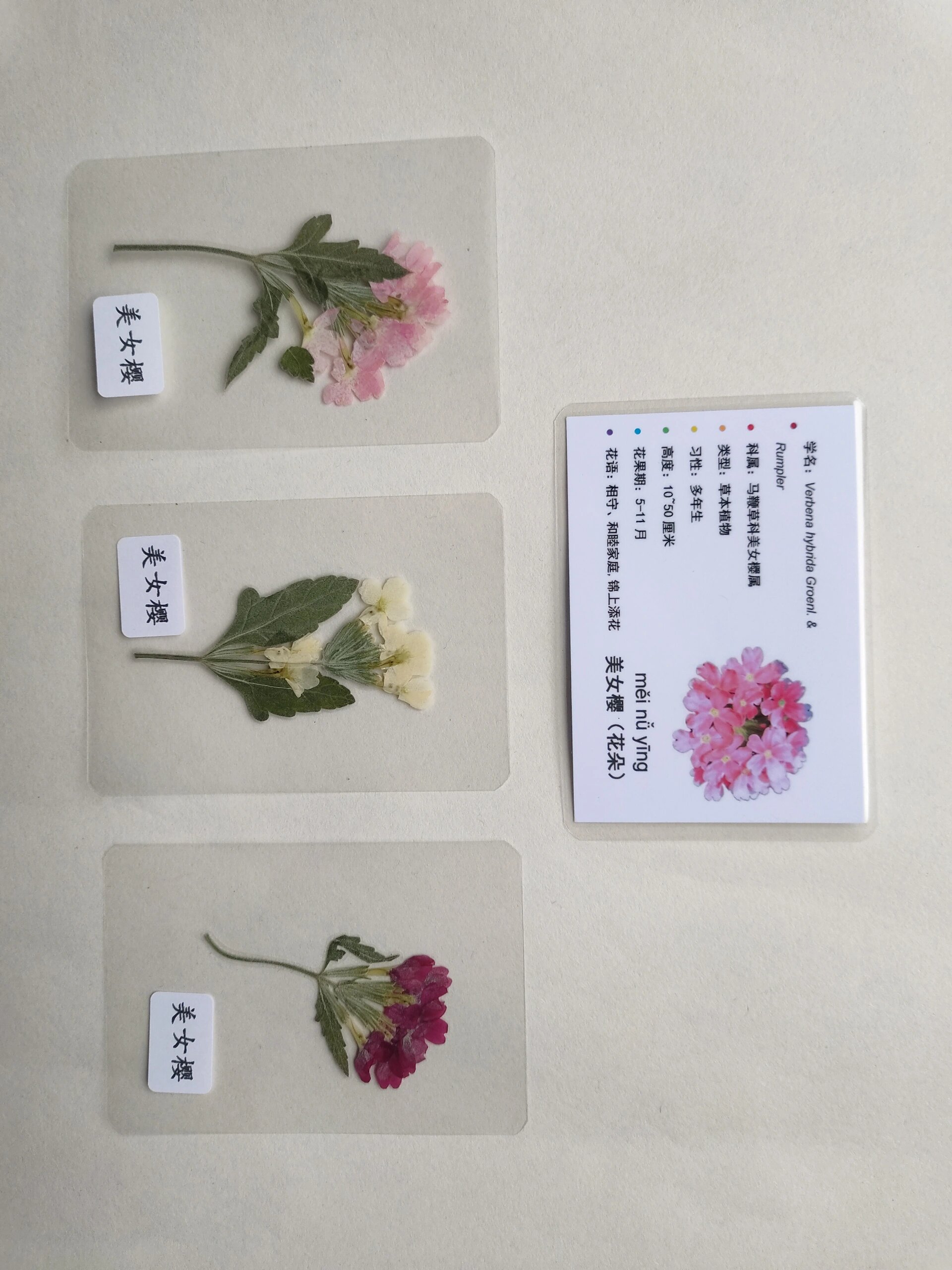 【图文】植物标本手册