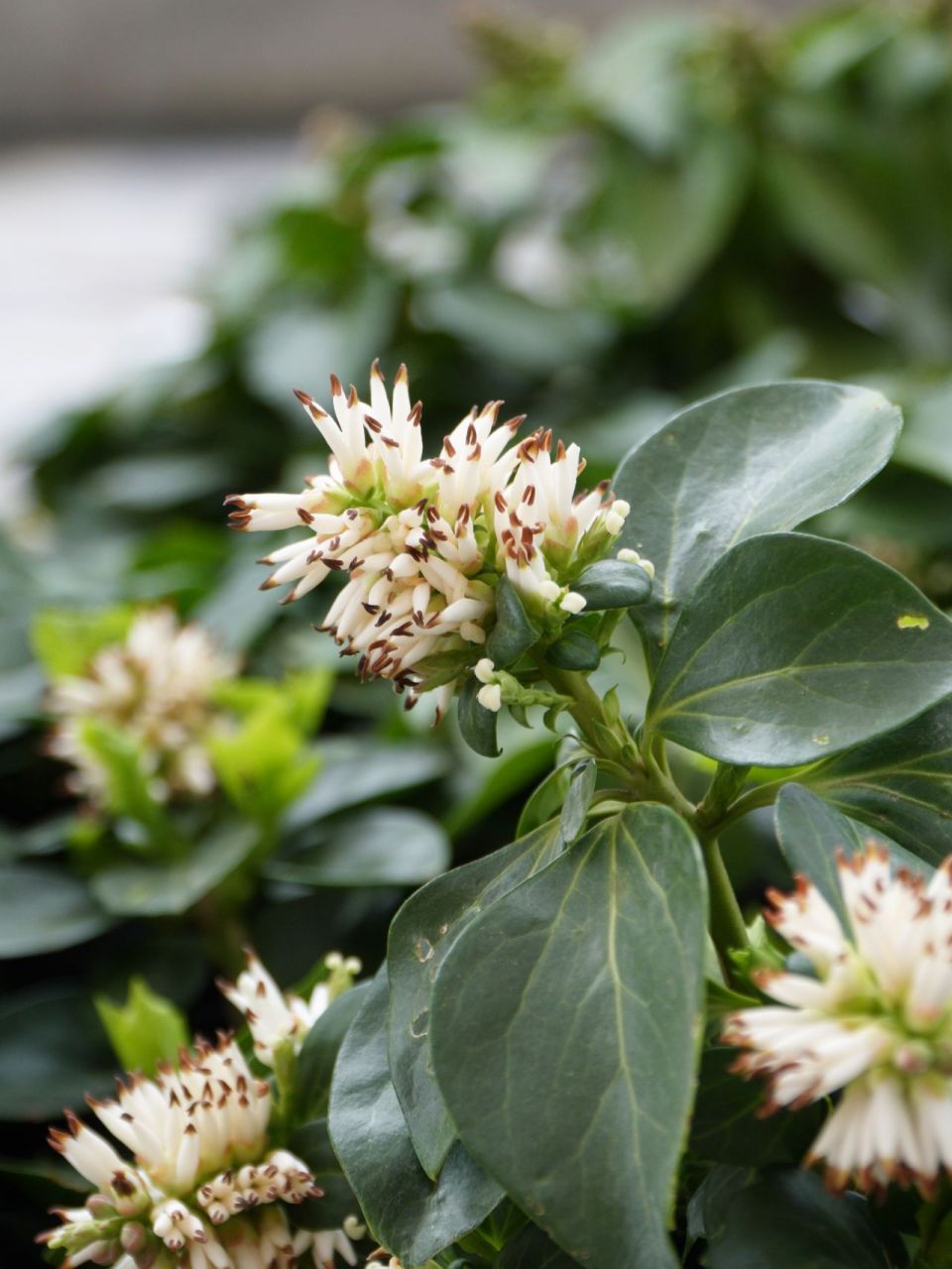 耐阴植物(十) 富贵草,顶花板凳果 富贵草 pachysandra terminalis