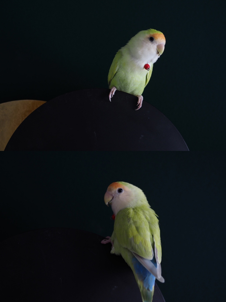 牡丹鹦鹉┃绿绿图鉴!你喜欢哪一种绿!