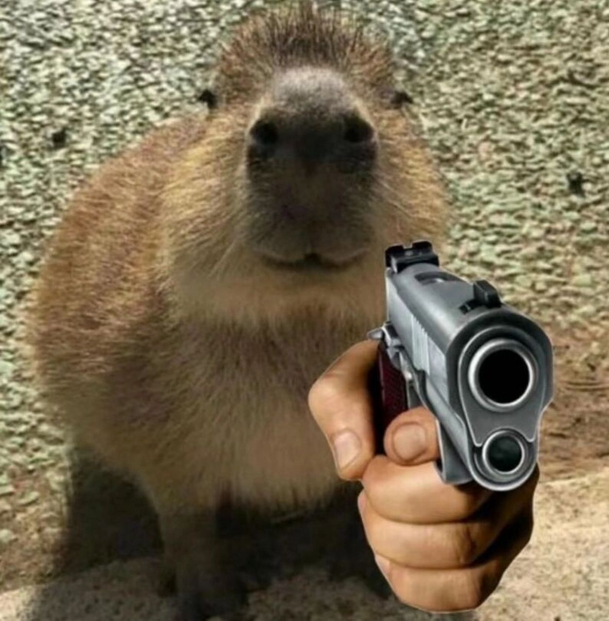 最近超爱水豚 习惯用动物表情包  点击对话框发送的时候整个人仿佛融