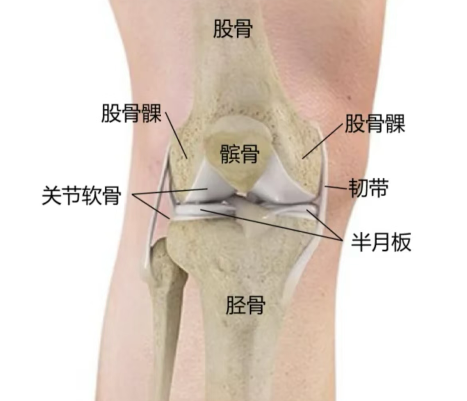 膝关节最稳定的位置是伸直位