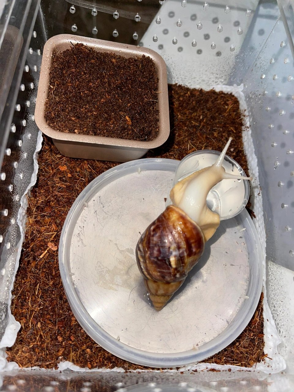 白玉蜗牛…下蛋啦! 📝记录2022.10.