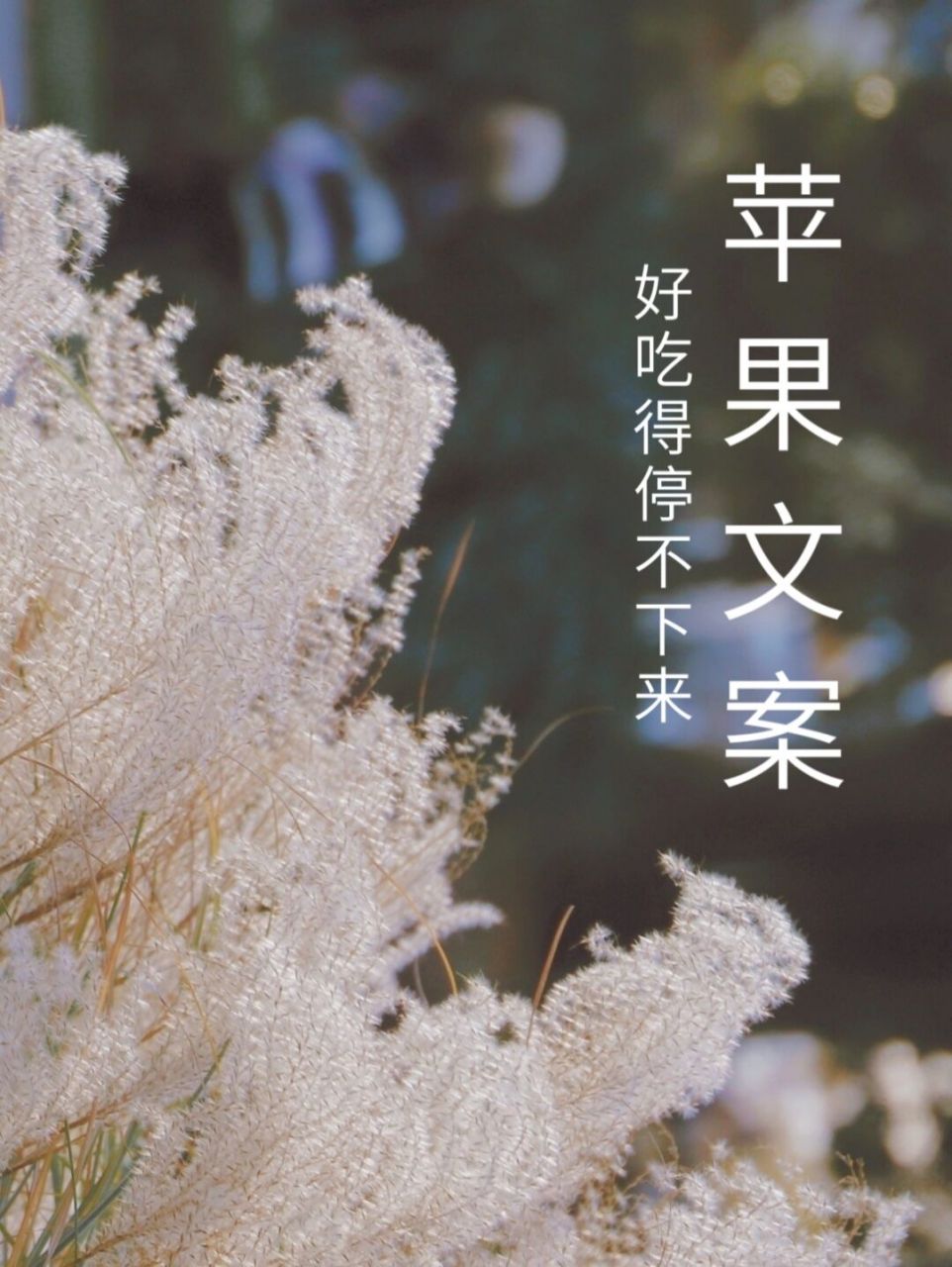 果友们,原创苹果文案,拿去用❗❗ 嗨喽,我是青云呀,之前有小伙伴