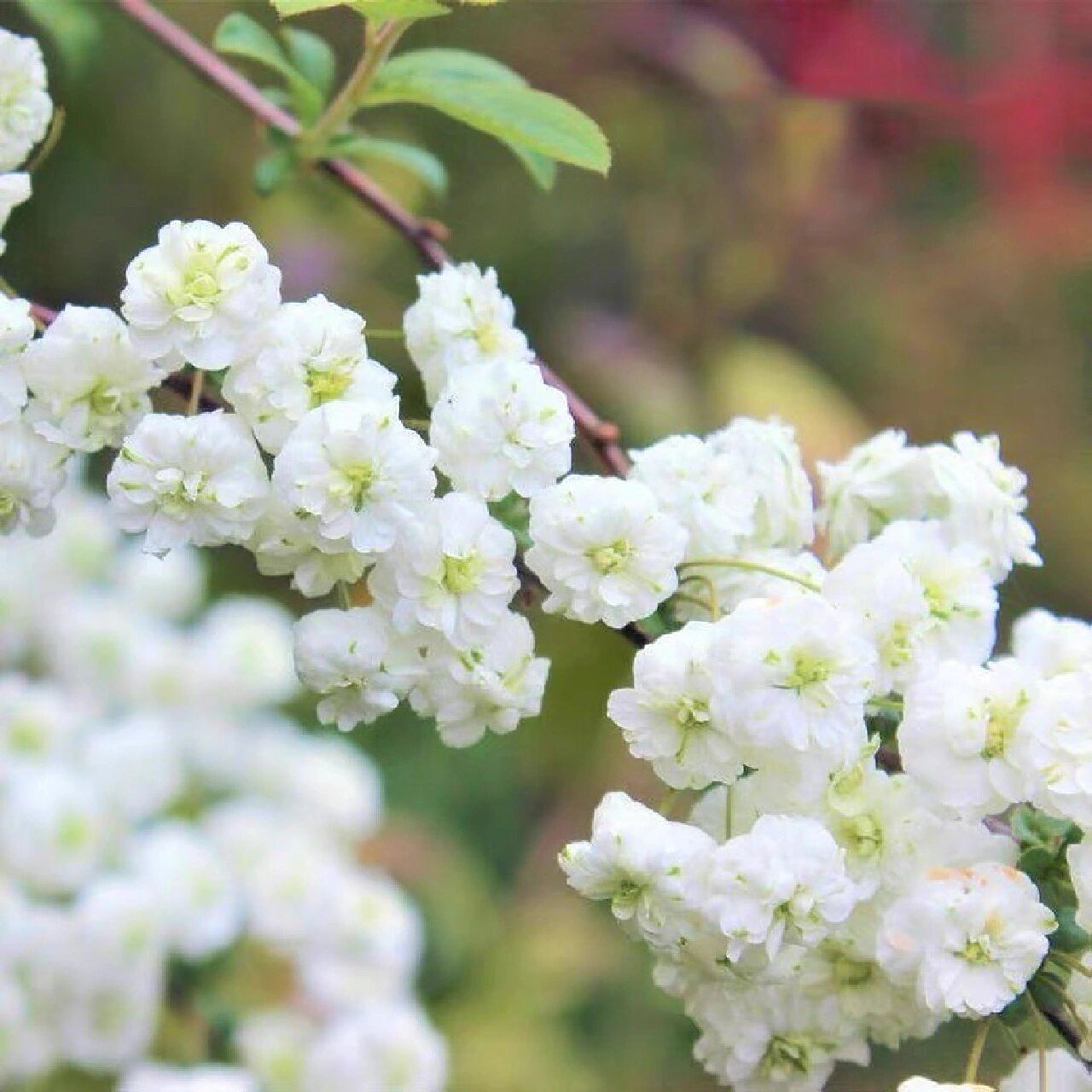 喷雪花94仙气十足,开花像下雪一样美丽 94喷雪花学名珍珠绣线菊.