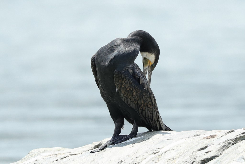 鱼鹰又叫鸬鹚 鱼鹰又叫鸬鹚     