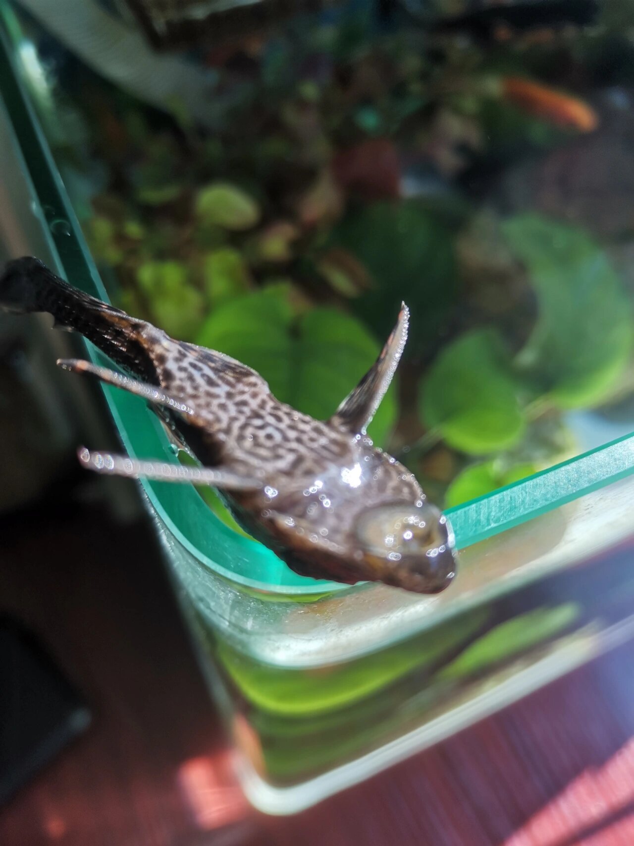 清道夫连续挂了两条