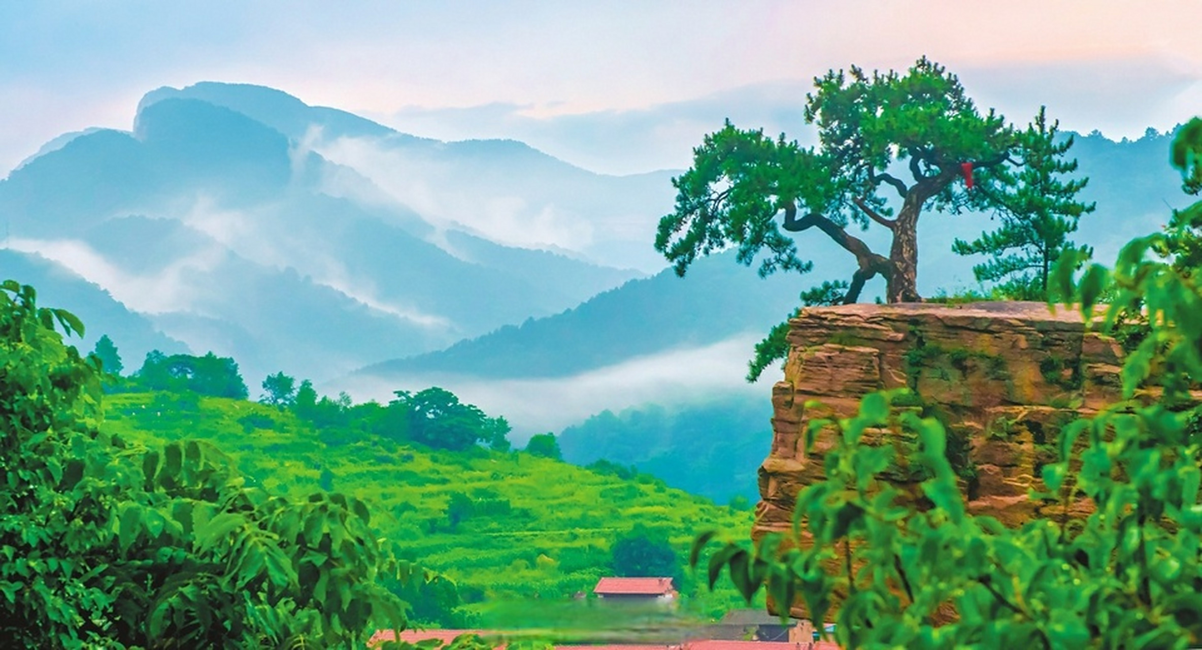 【满目苍翠】近日,在霍州市七里峪景区,红岩松在晨雾的映衬下,宛如一