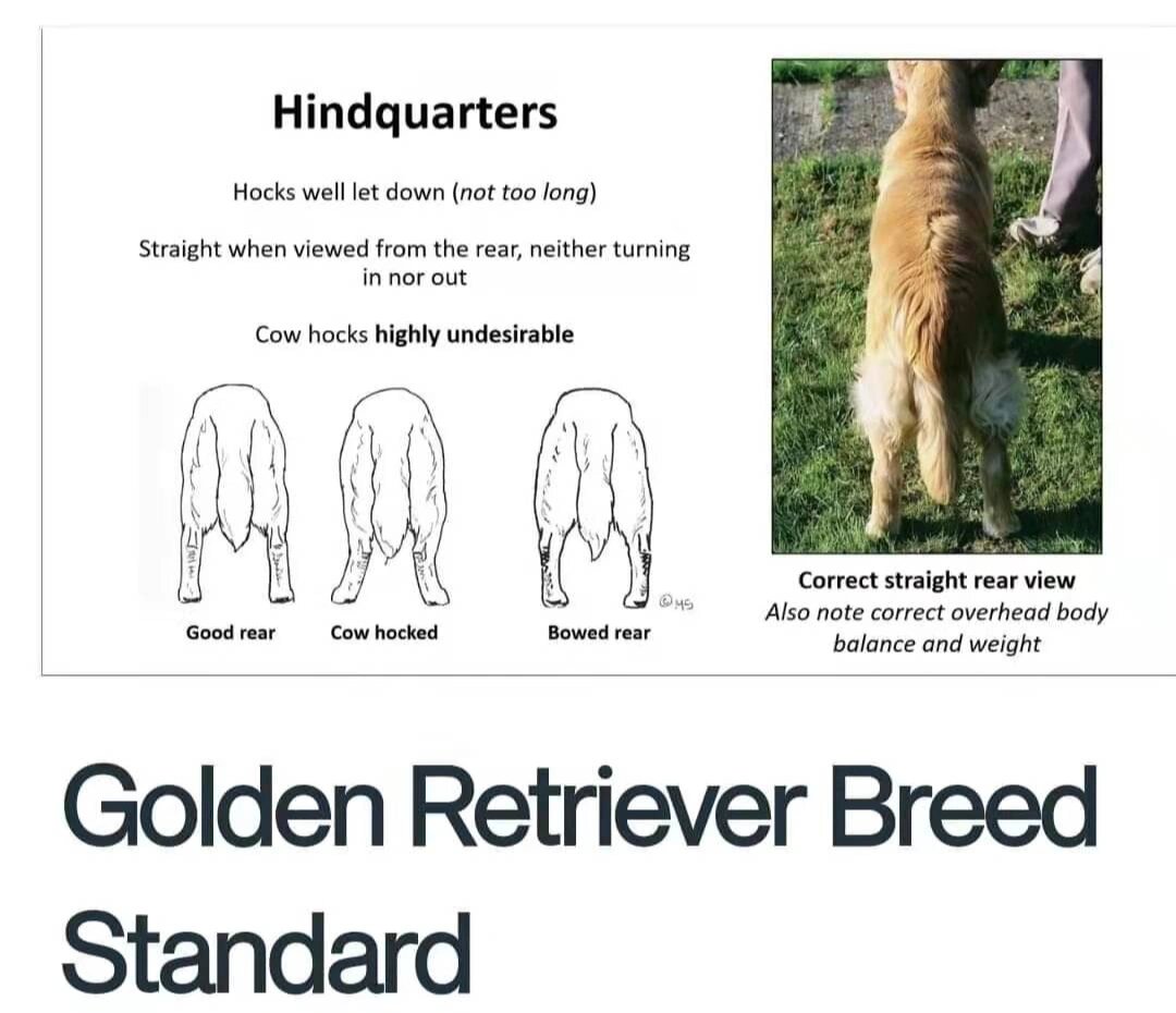 英系金毛 | 犬种知识科普篇 #英系金毛