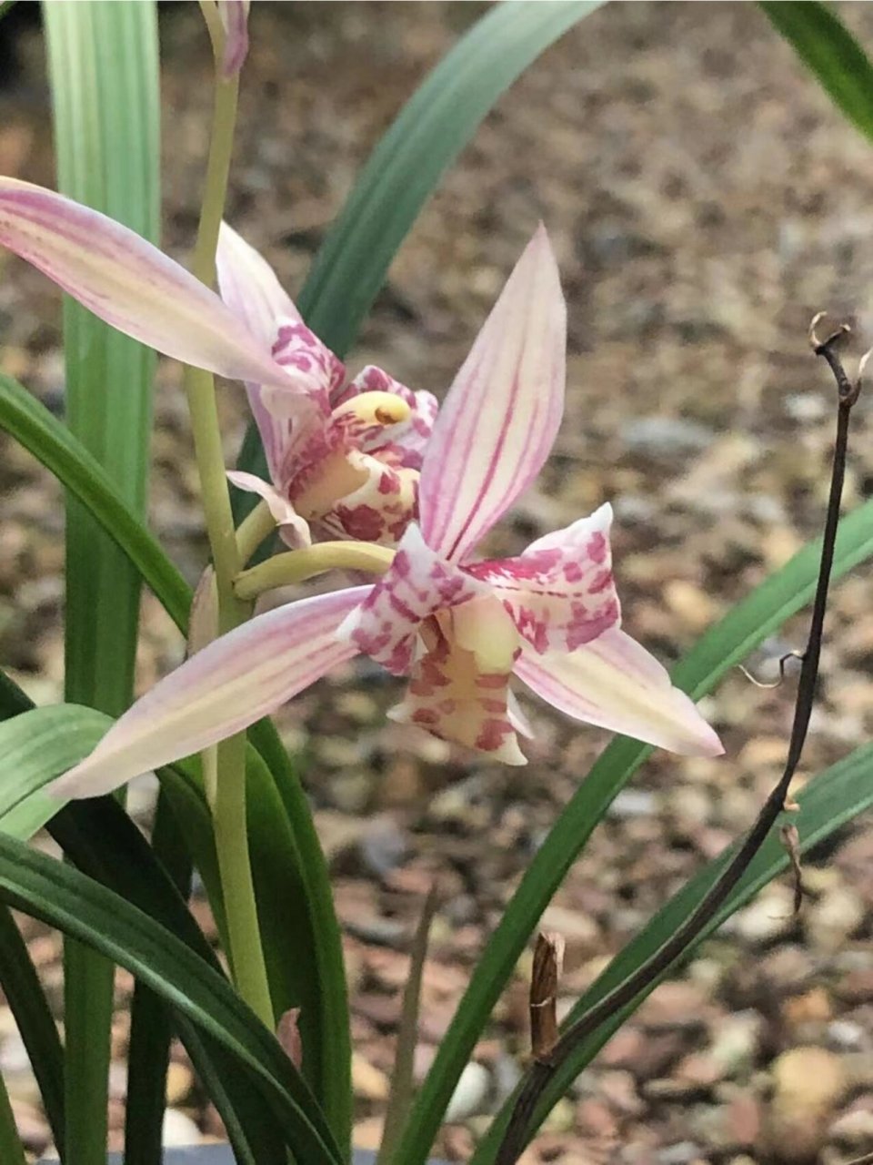 建兰 奇花 红猫蕊蝶 建兰红猫蕊蝶 勤花勤芽 适合新手 花期:6月至11月