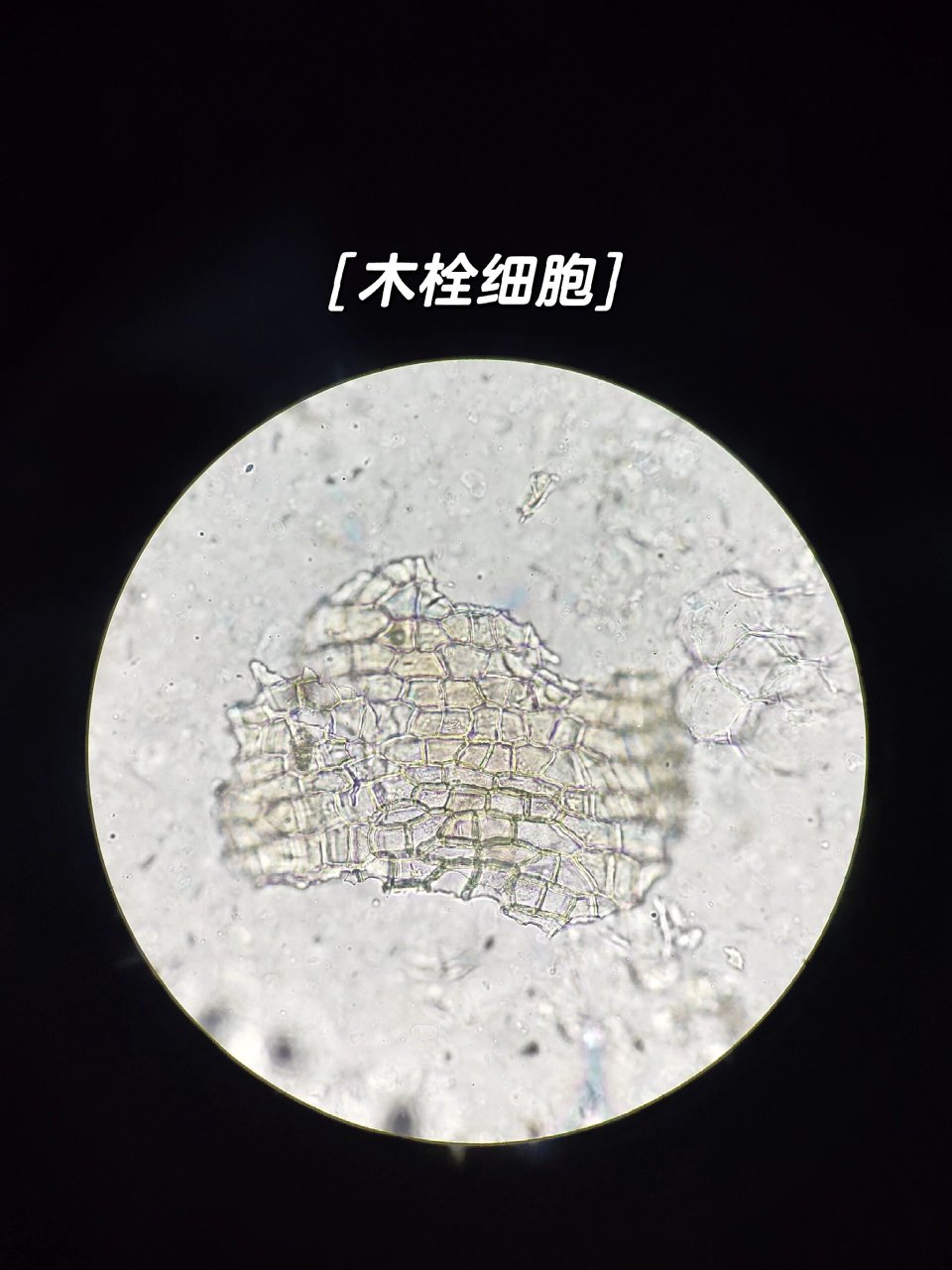 甘草根横切面 显微图片