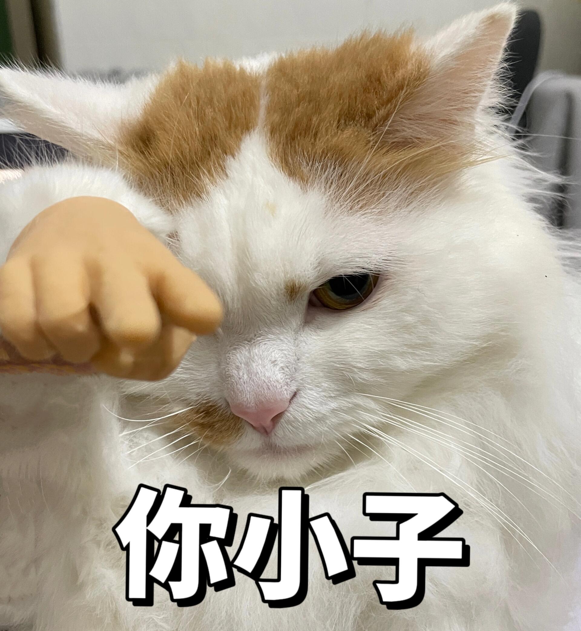 猫咪指人表情包