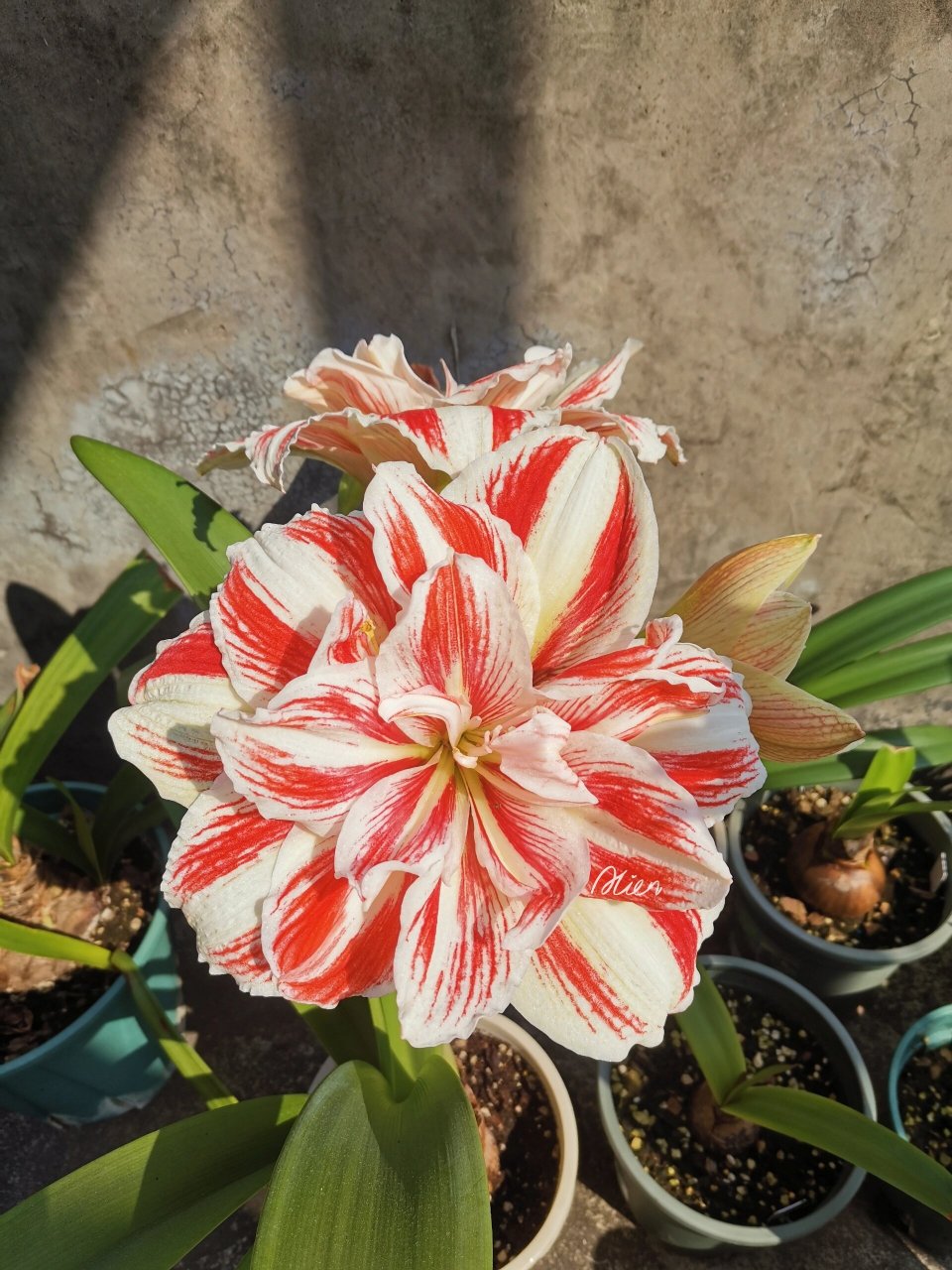 朱顶红 bright nymph/明亮妮芙