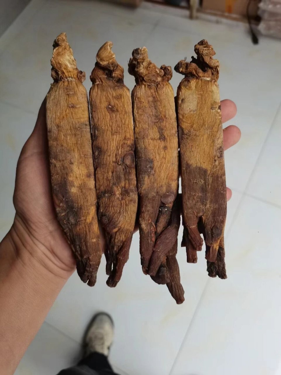 因为未经热处理,人参中的皂苷分解酶没有得到破坏,所以久贮不能保持