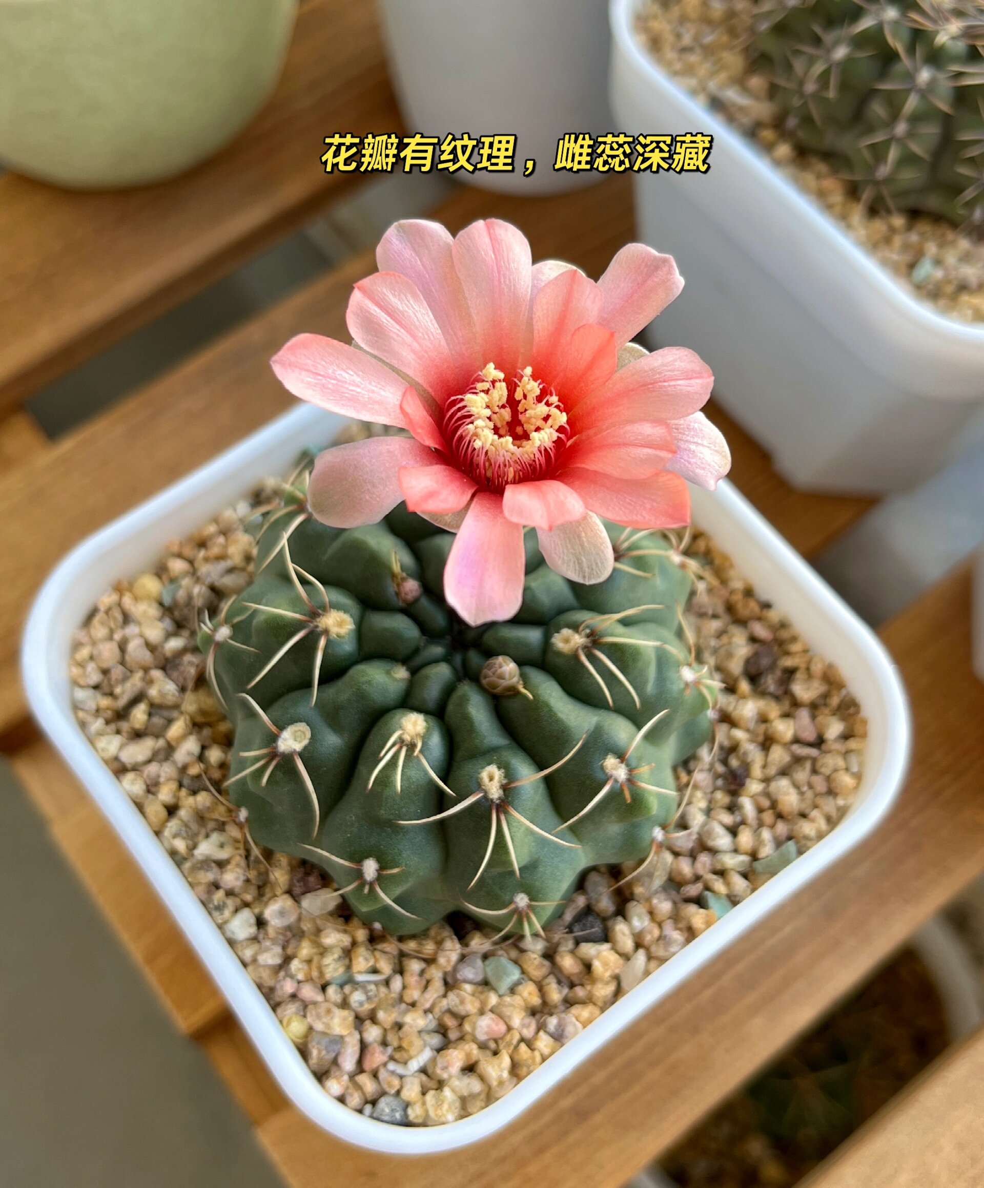 91绯花玉开花 00 介绍 品种:仙人掌科,裸萼球属,绯花玉 拉丁语