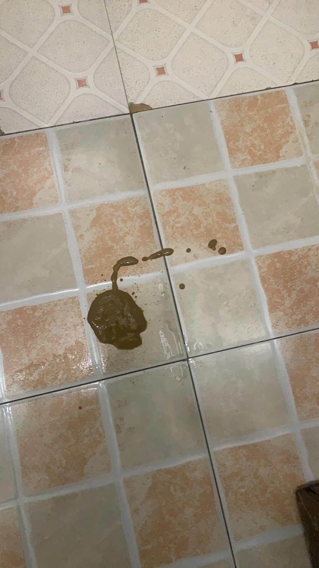 小狗肠胃不适,呕吐,拉稀怎么办?