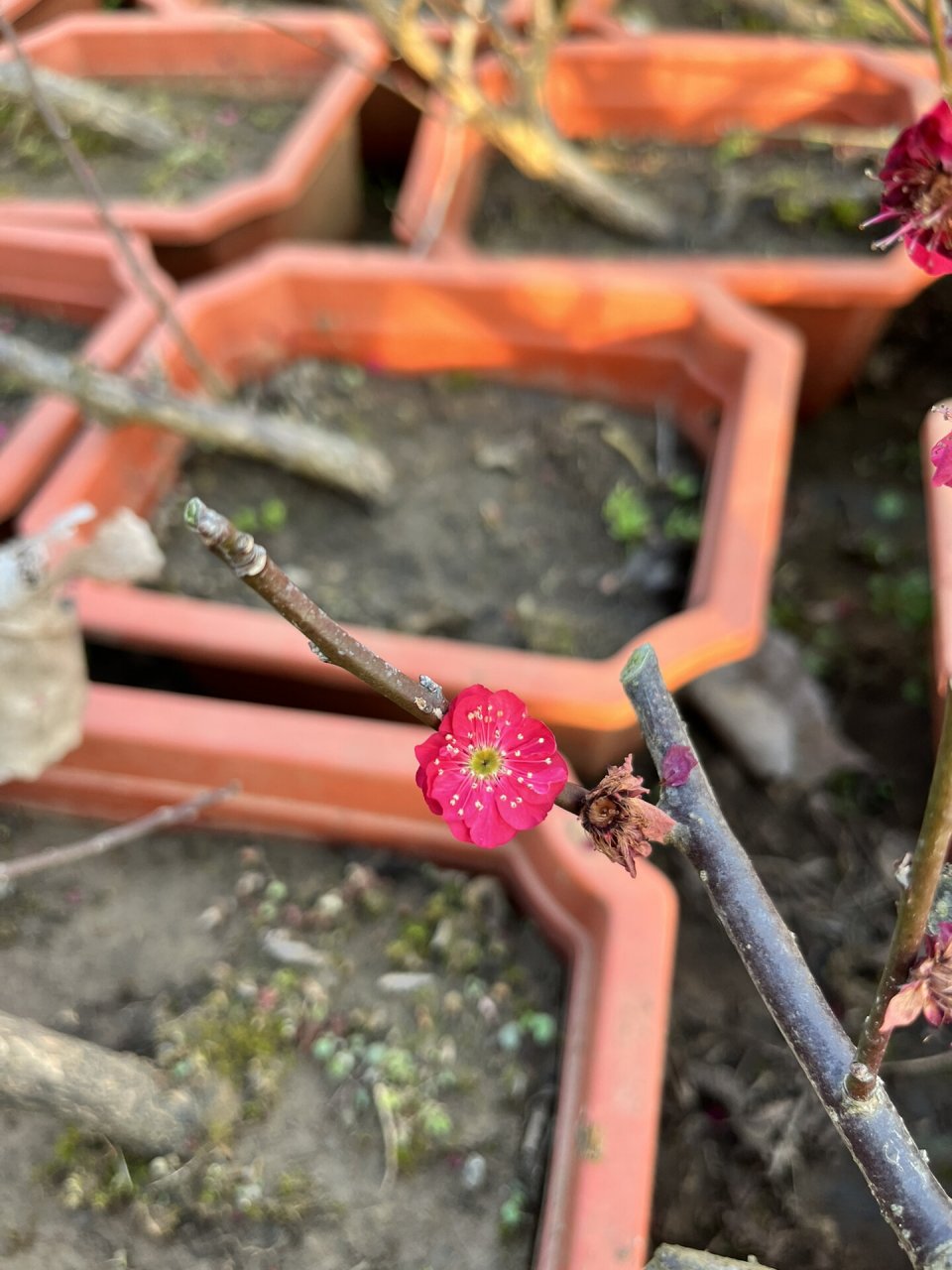 舞朱砂梅花图片