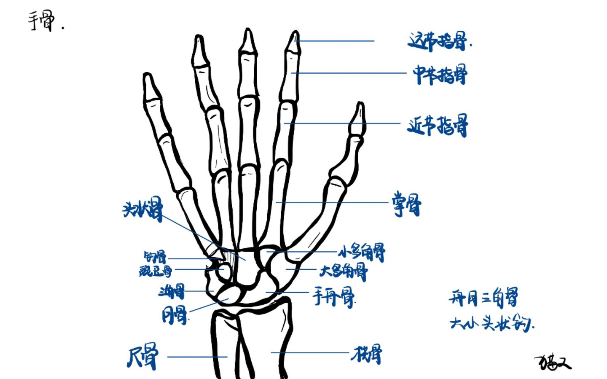 手指骨解剖图结构图片
