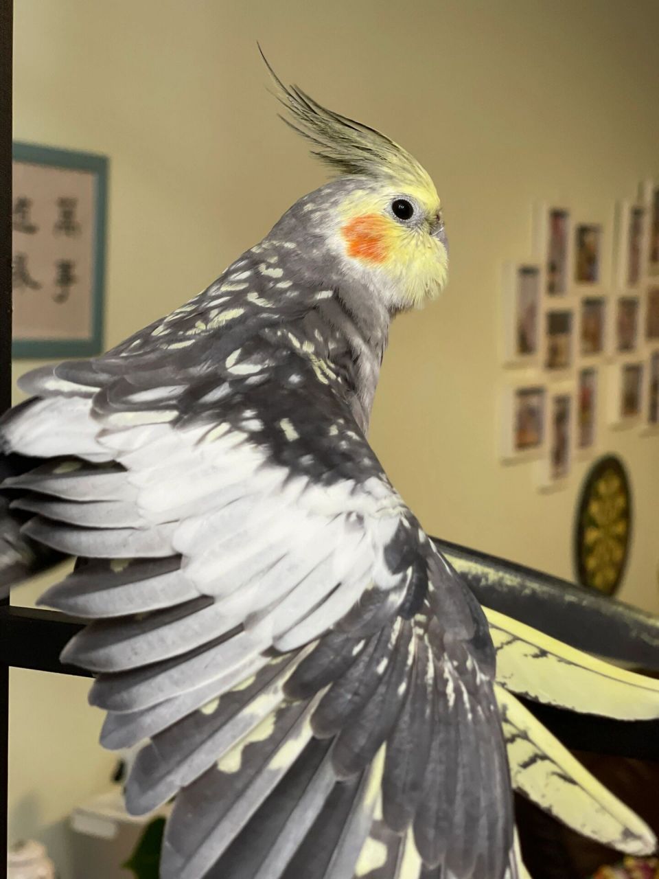 珍珠玄凤公成长历史及毛色变化 零天手养鸟,从孵蛋开始到成鸟,真是一