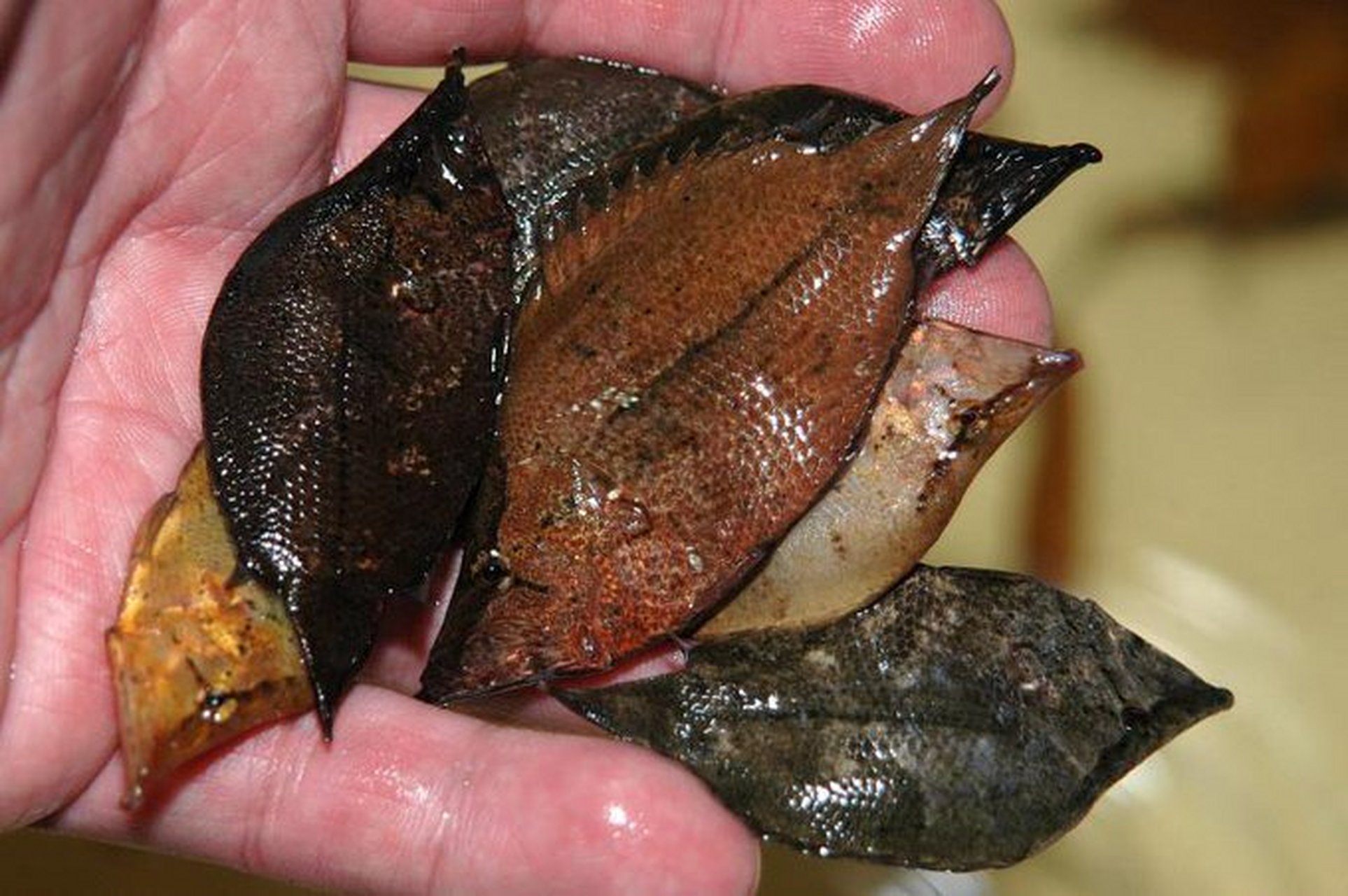 南美叶鱼,也叫亚马逊叶鱼,因其看起来像枯叶而得名