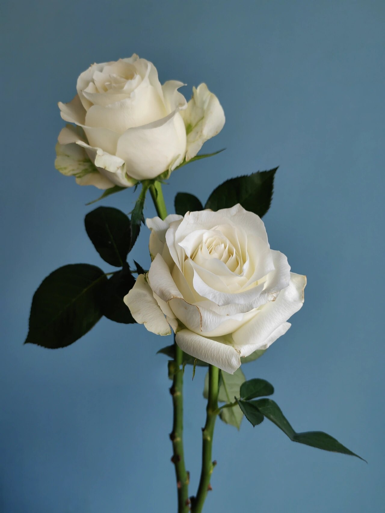 「花好了」"骄傲"玫瑰 经典款的白玫瑰.