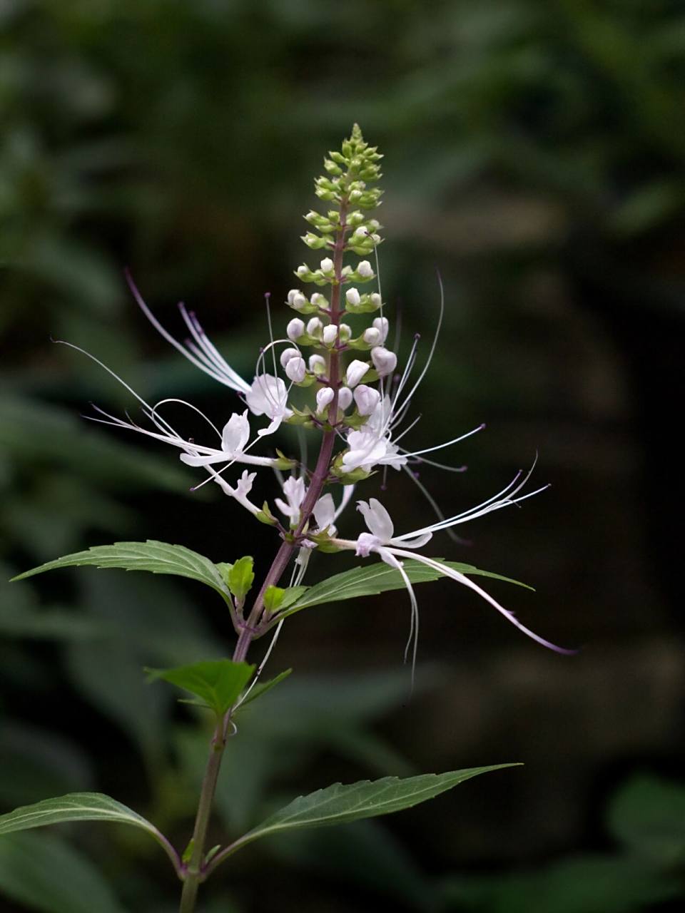 茎直立,高可达1.