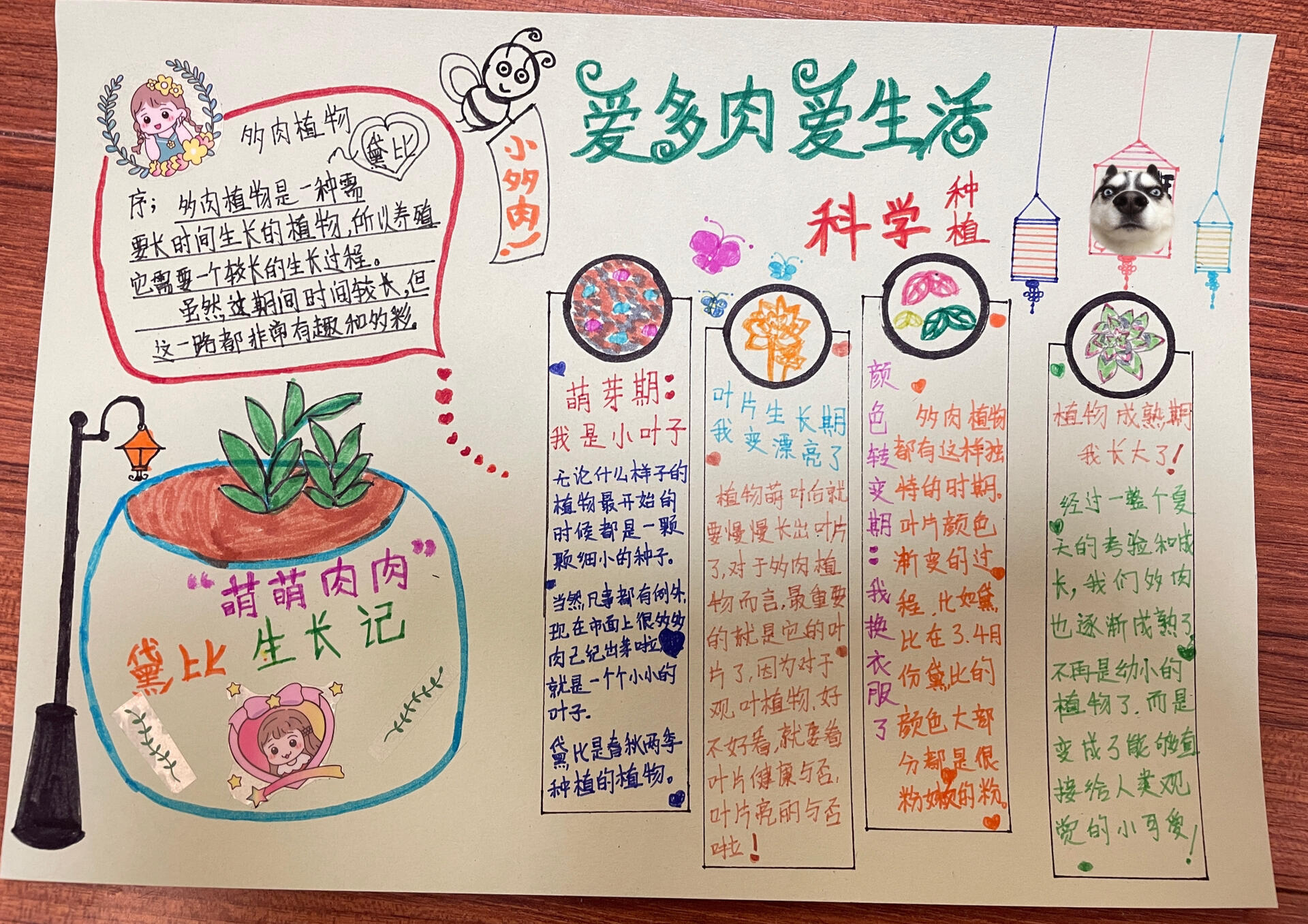 科学自然多肉生长笔记-多肉小报