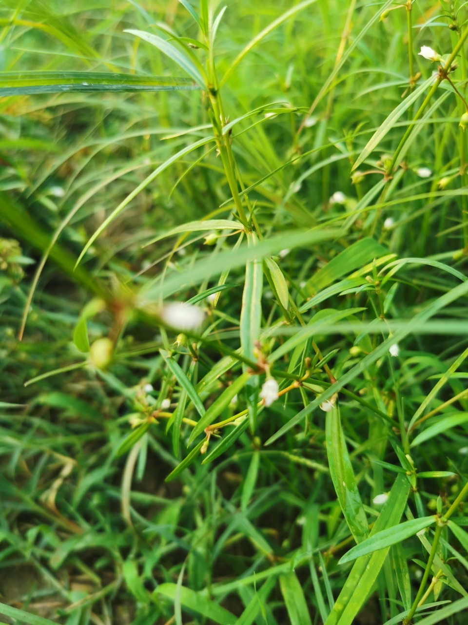 白花蛇舌草的清晰图片图片