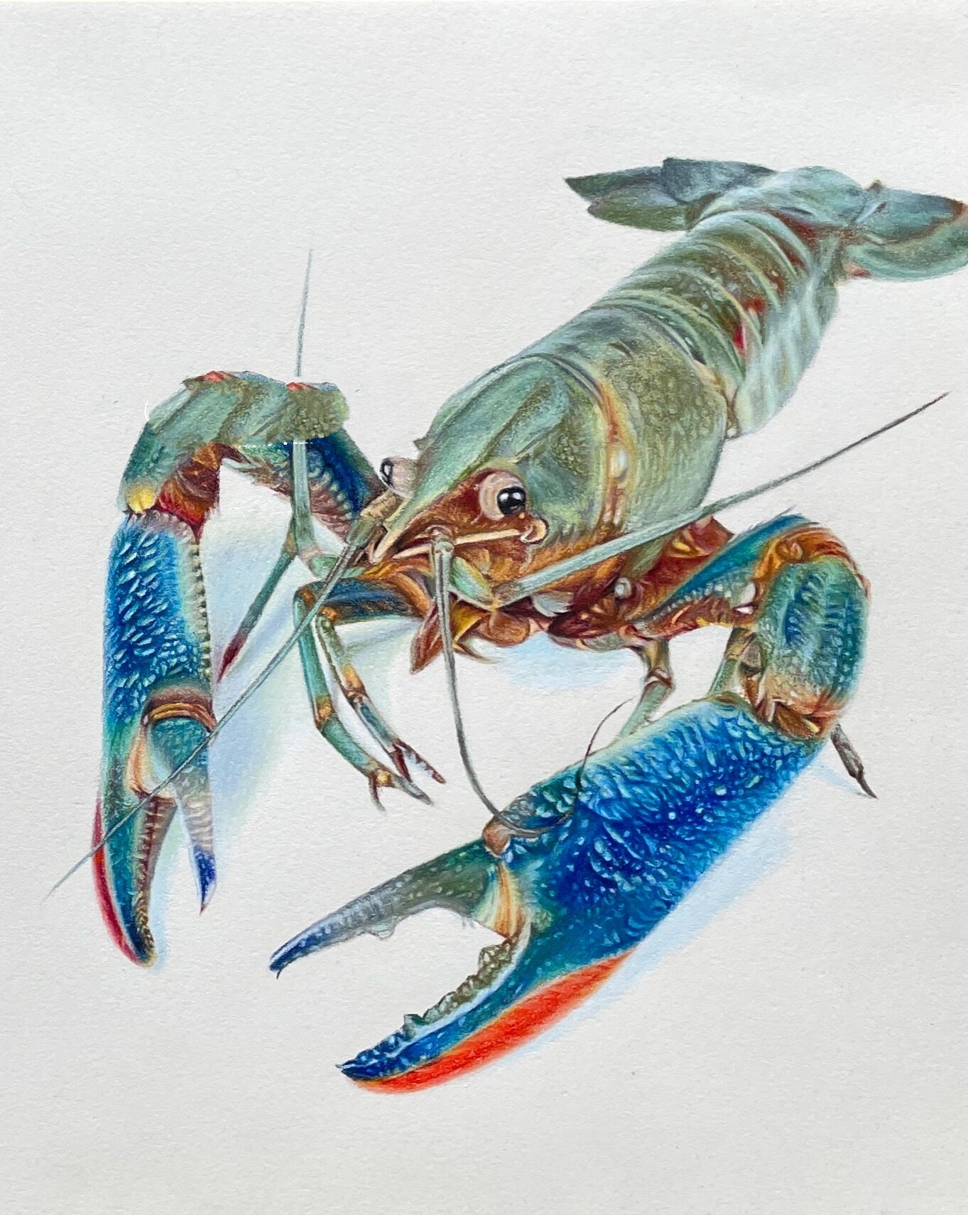 彩铅画蓝龙虾