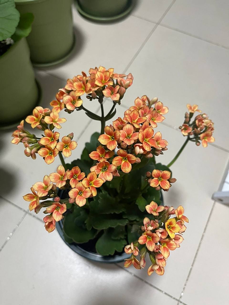 长寿花-金色海岸 超美的 单瓣真的都好好看 配色很绝