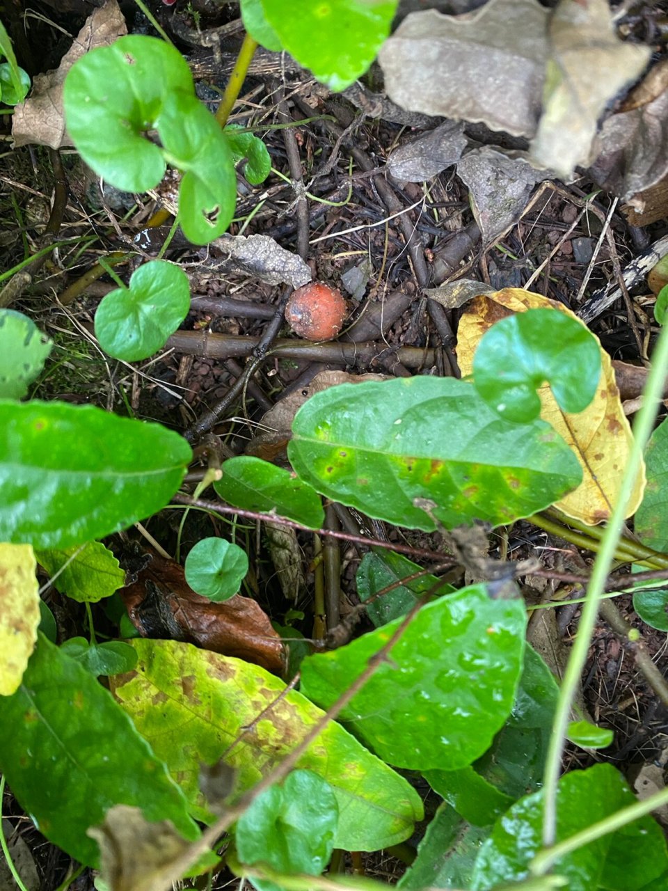 风藤子哦,你们那叫什么呢 风藤子